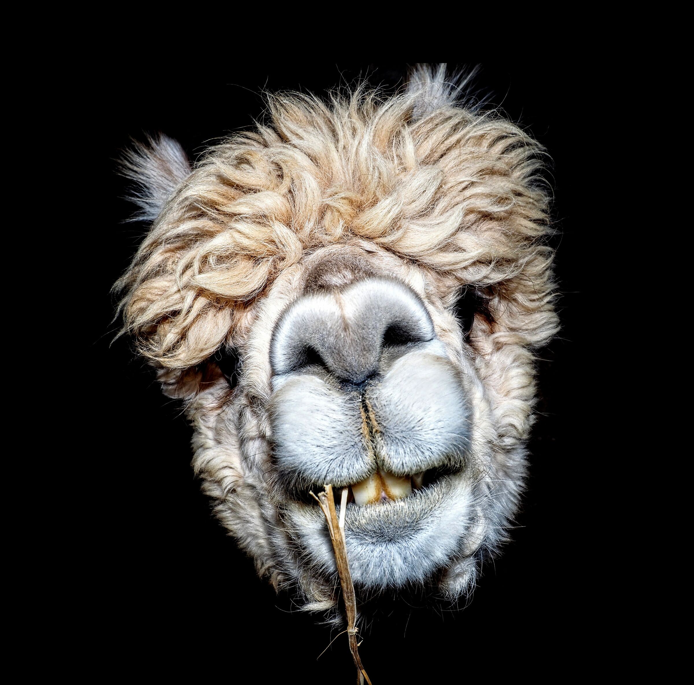 Alpaca pulizia interdentale