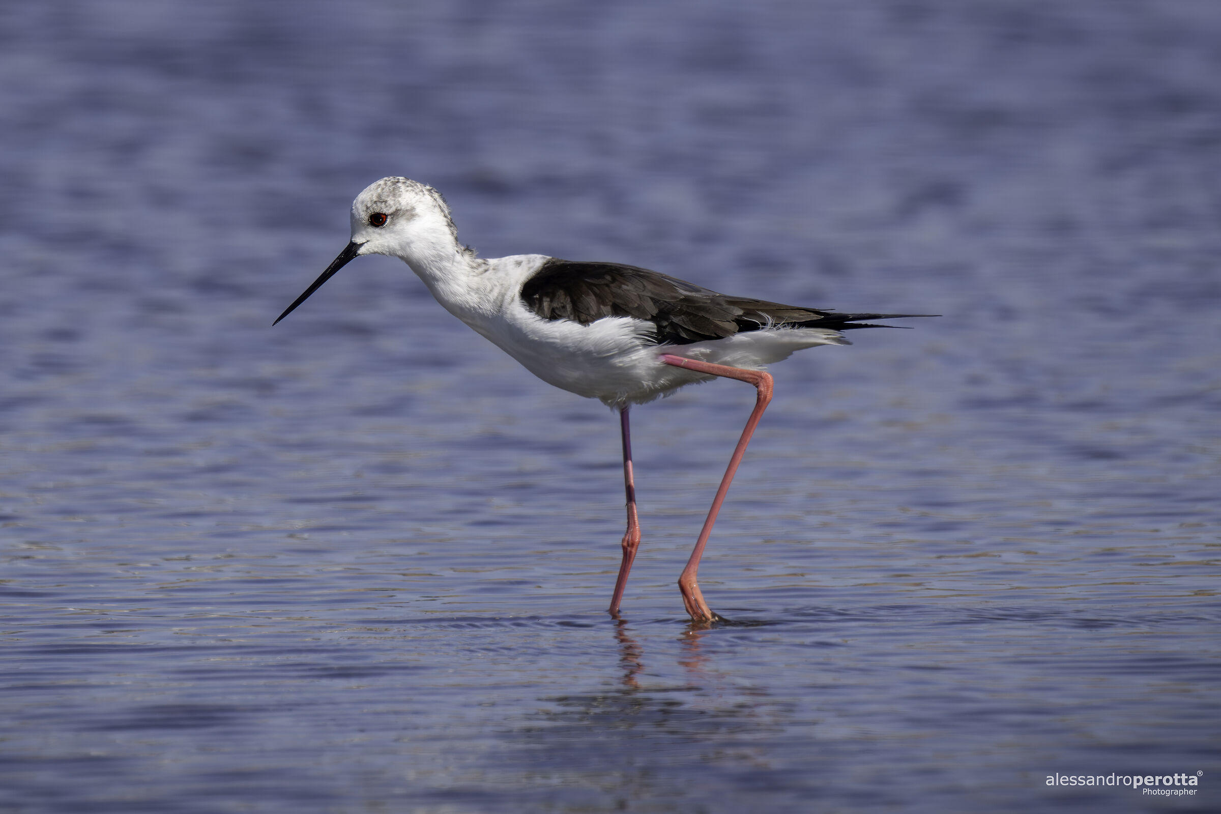 Himantopus himantopus