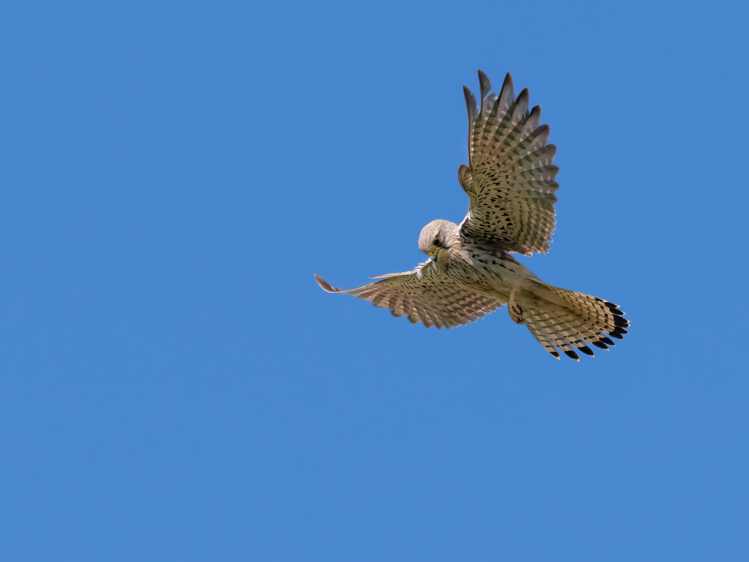 Kestrel