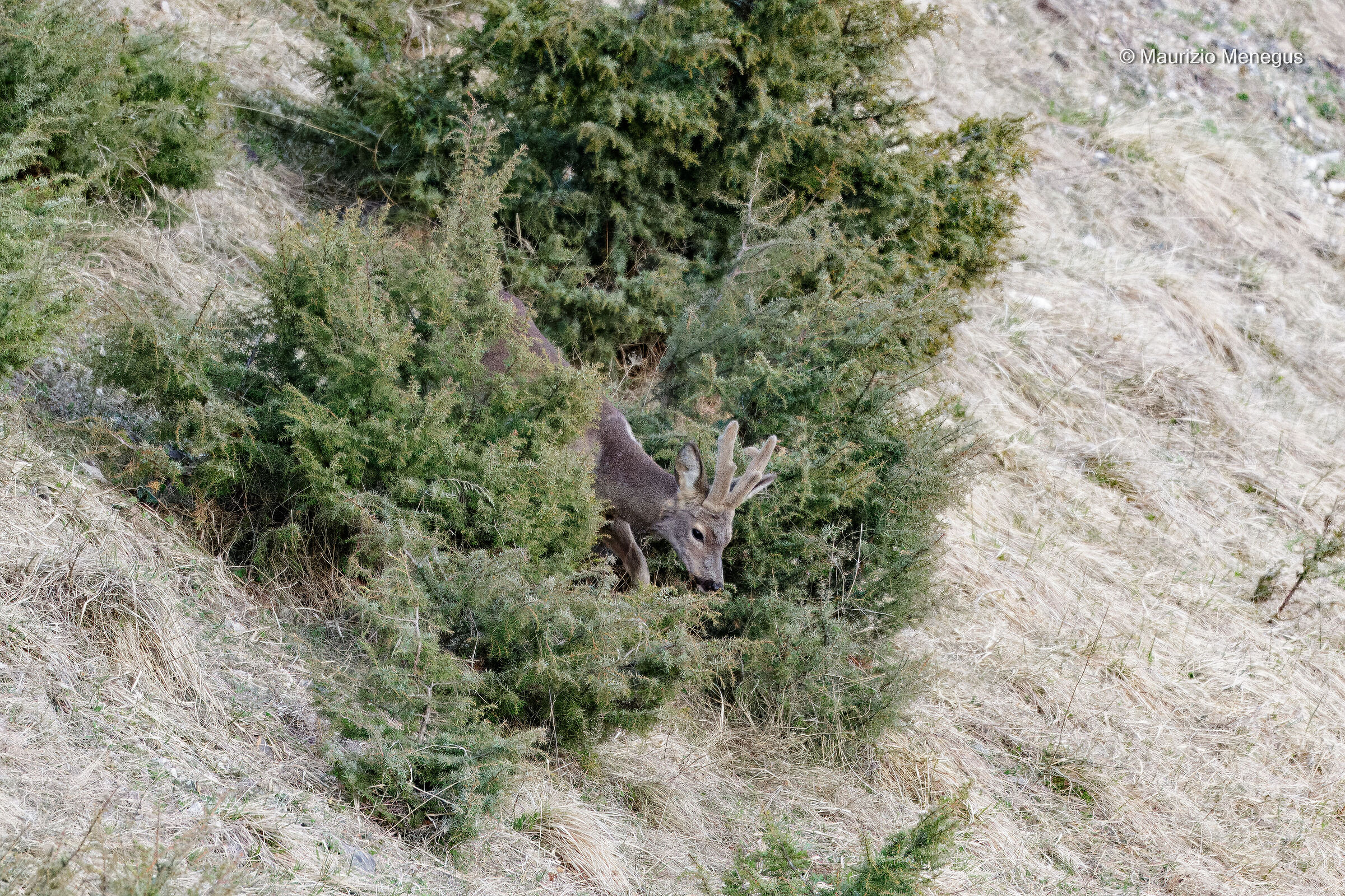 Roe deer on Easter Monday