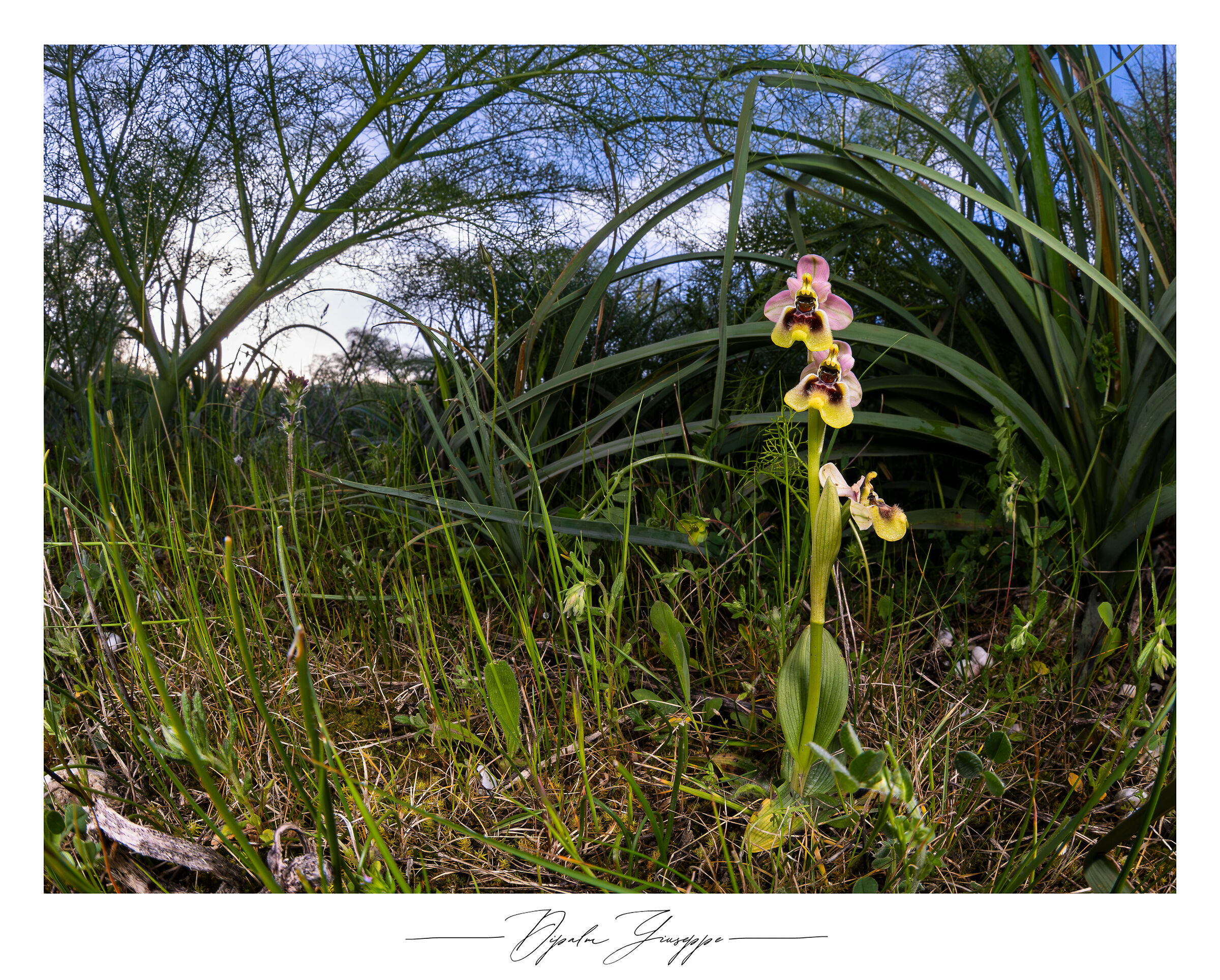 Ophrys tenthredinifera subsp. neglecta