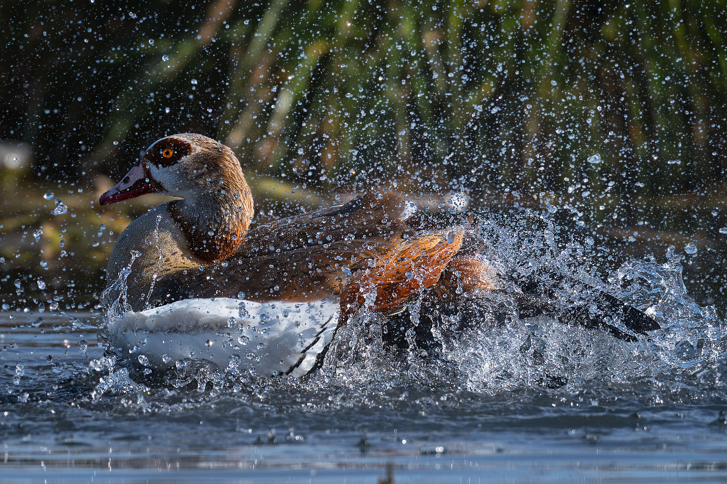 Egyptian goose