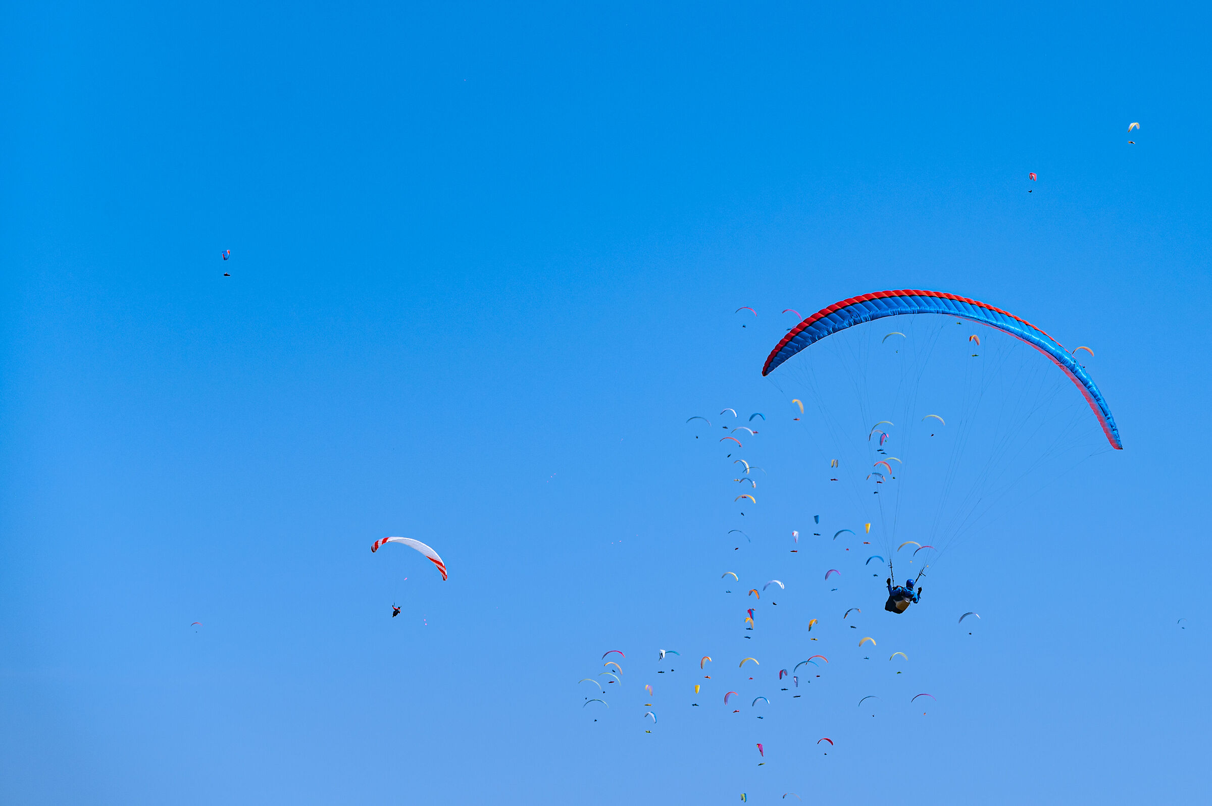 Parapendio con "cuccioli" al seguito