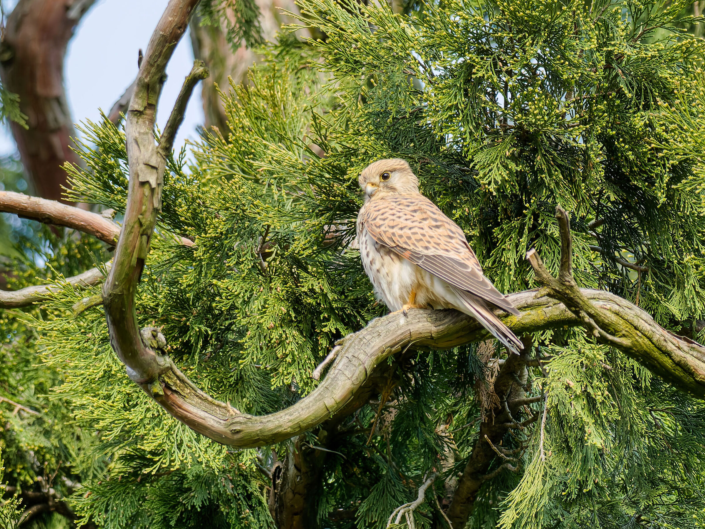 Kestrel
