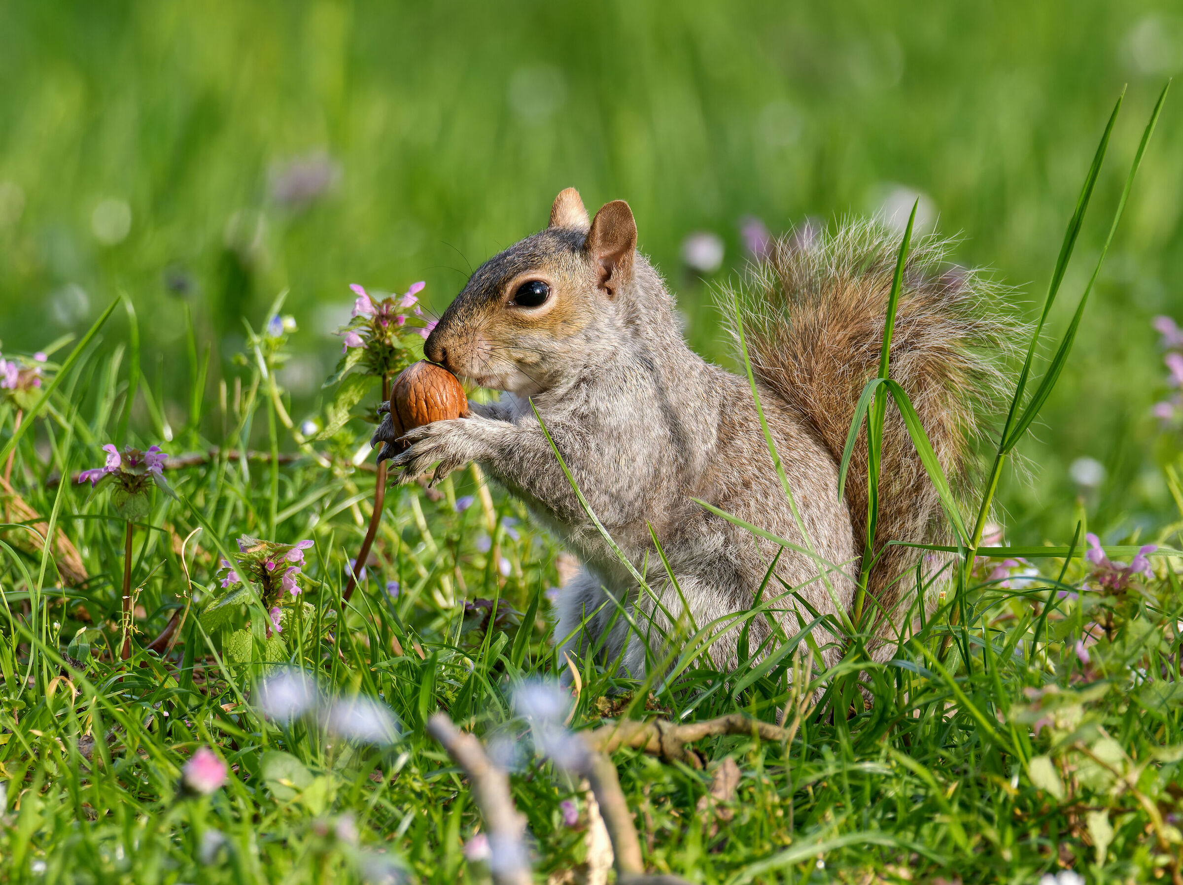 Grey squirrel