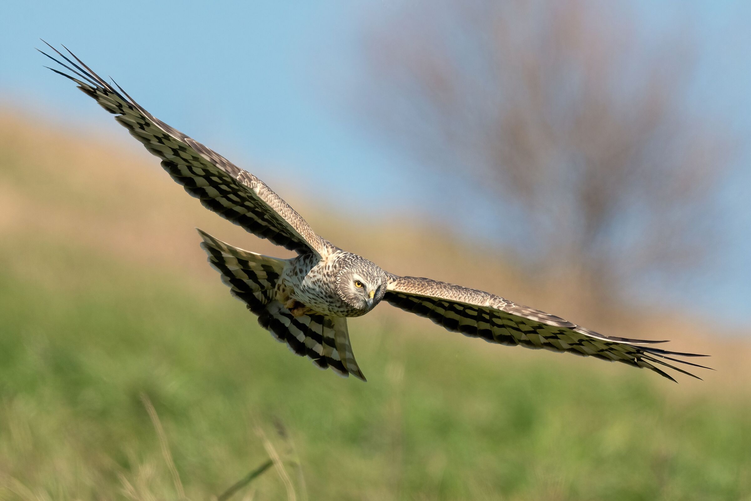 Hen Harrier (Circus cyaneus)
