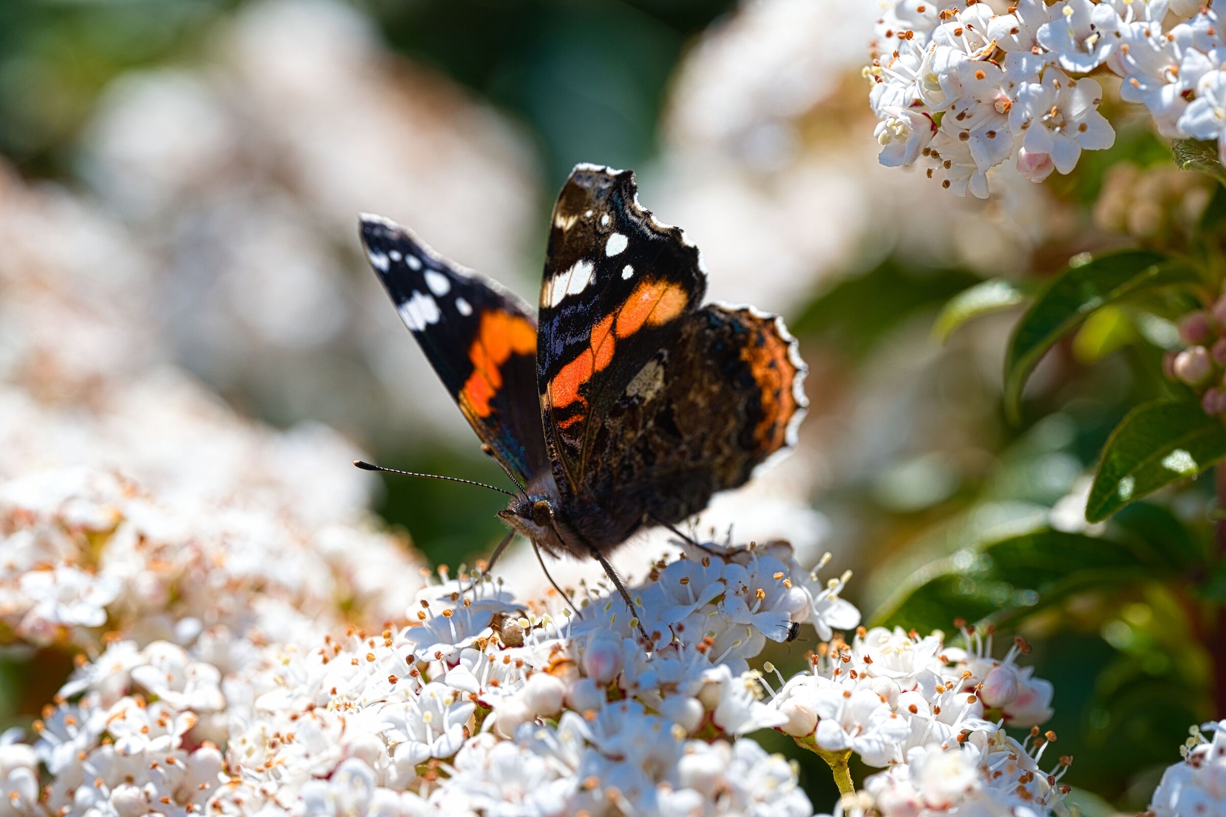 Winged elegance: landing in style