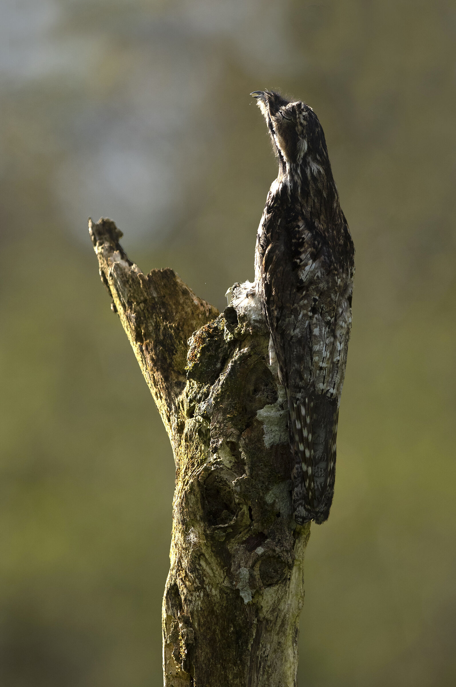Potoo comune