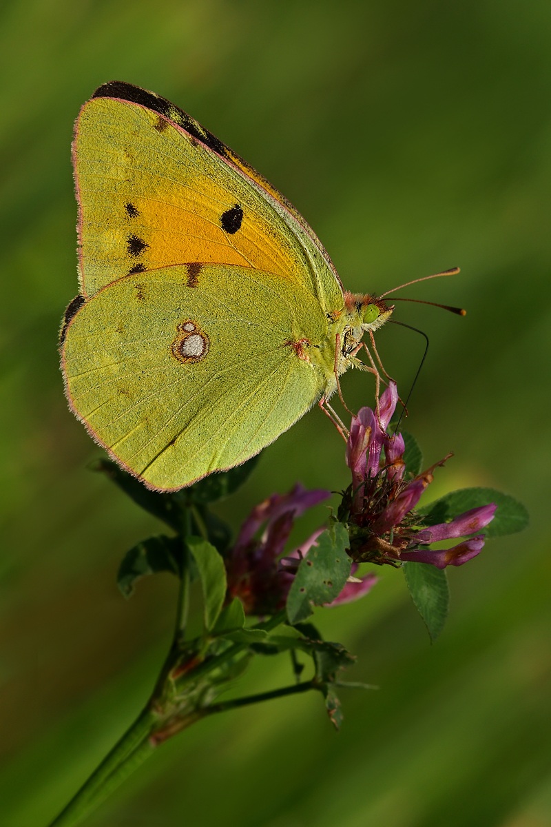 Colias crocea