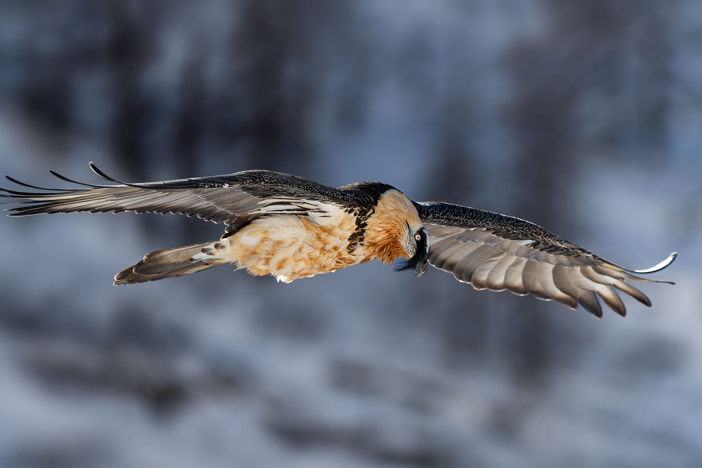 Gypaetus Barbatus - Gran Paradiso National Park