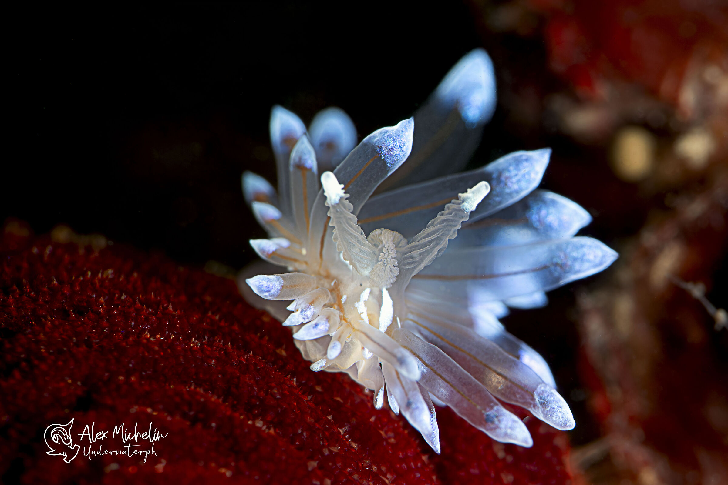 antiopella cristata 1,5 cm