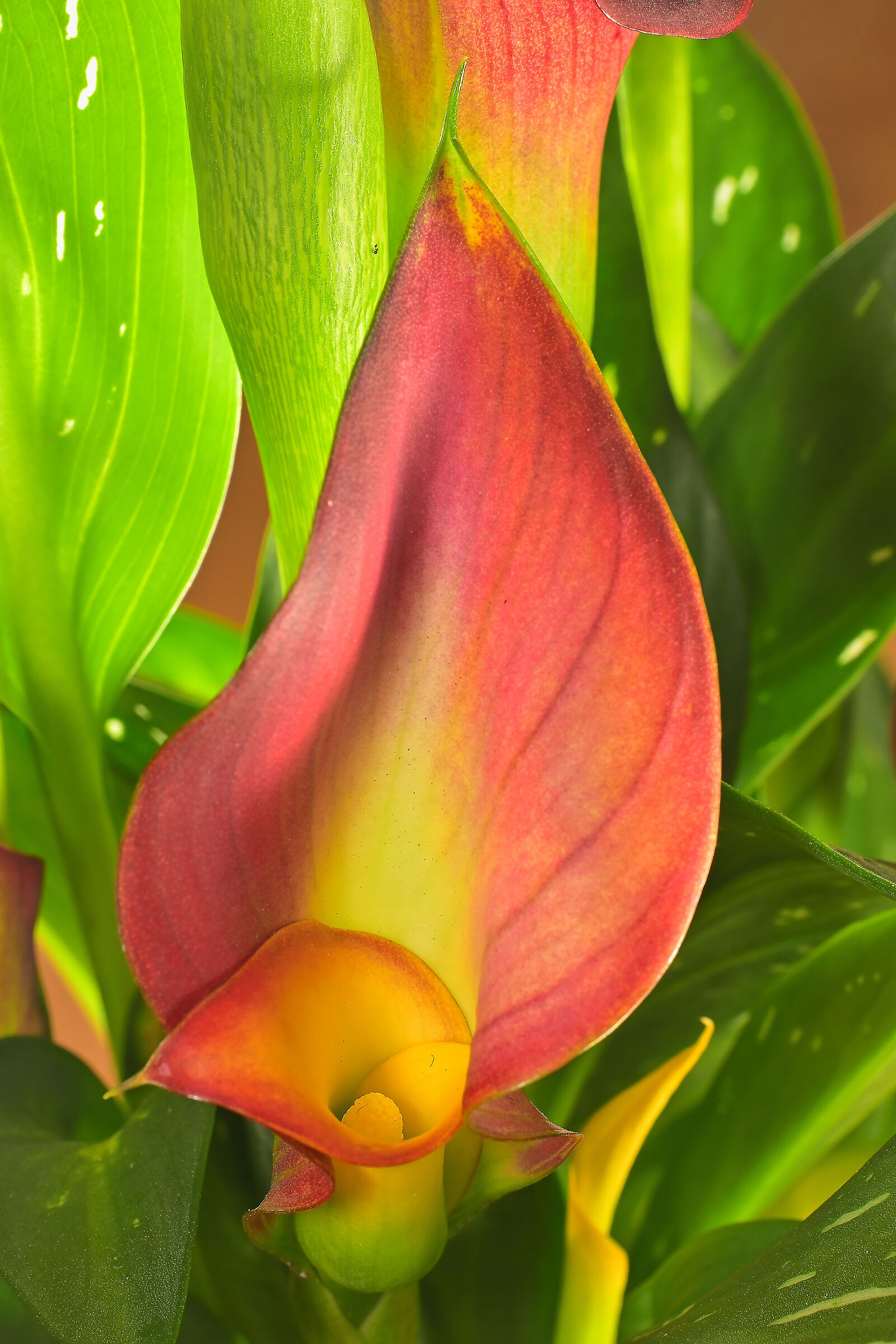 Calla lily