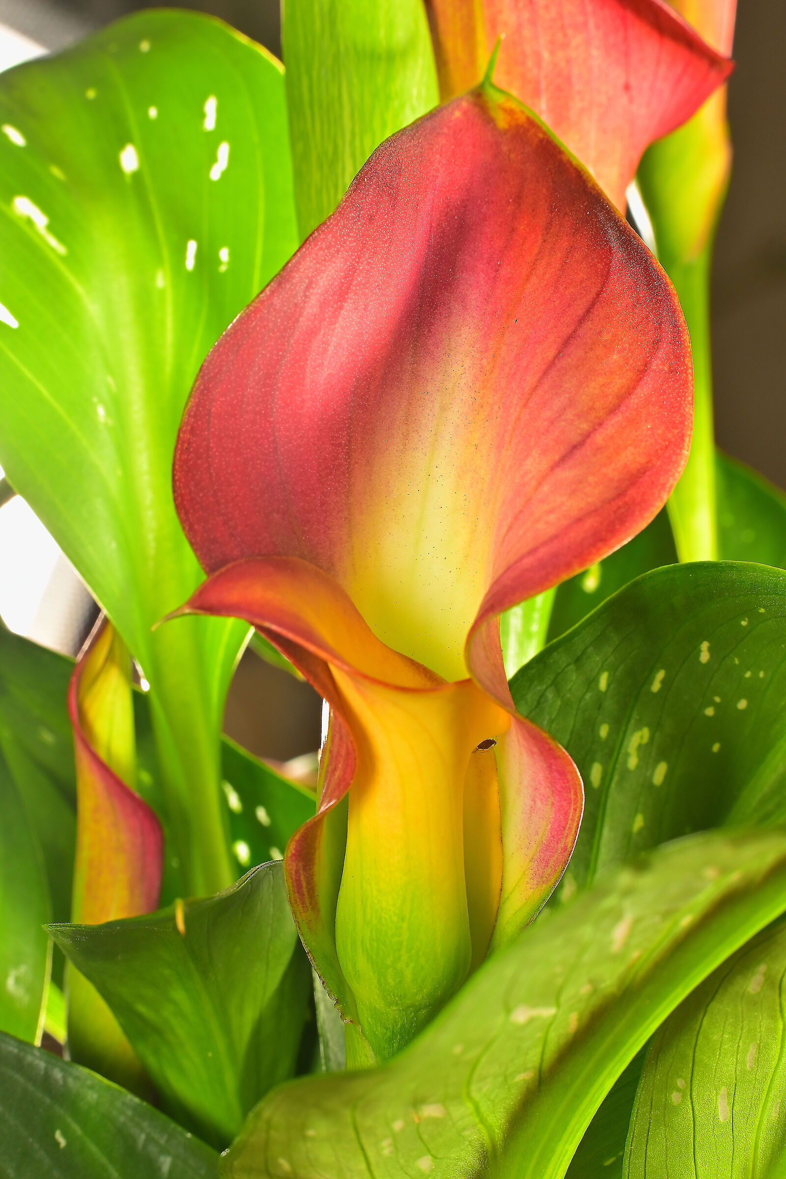 Calla lily