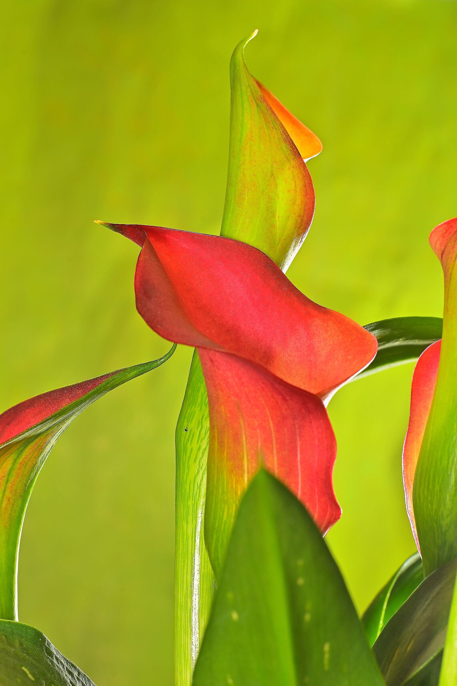 Calla lily