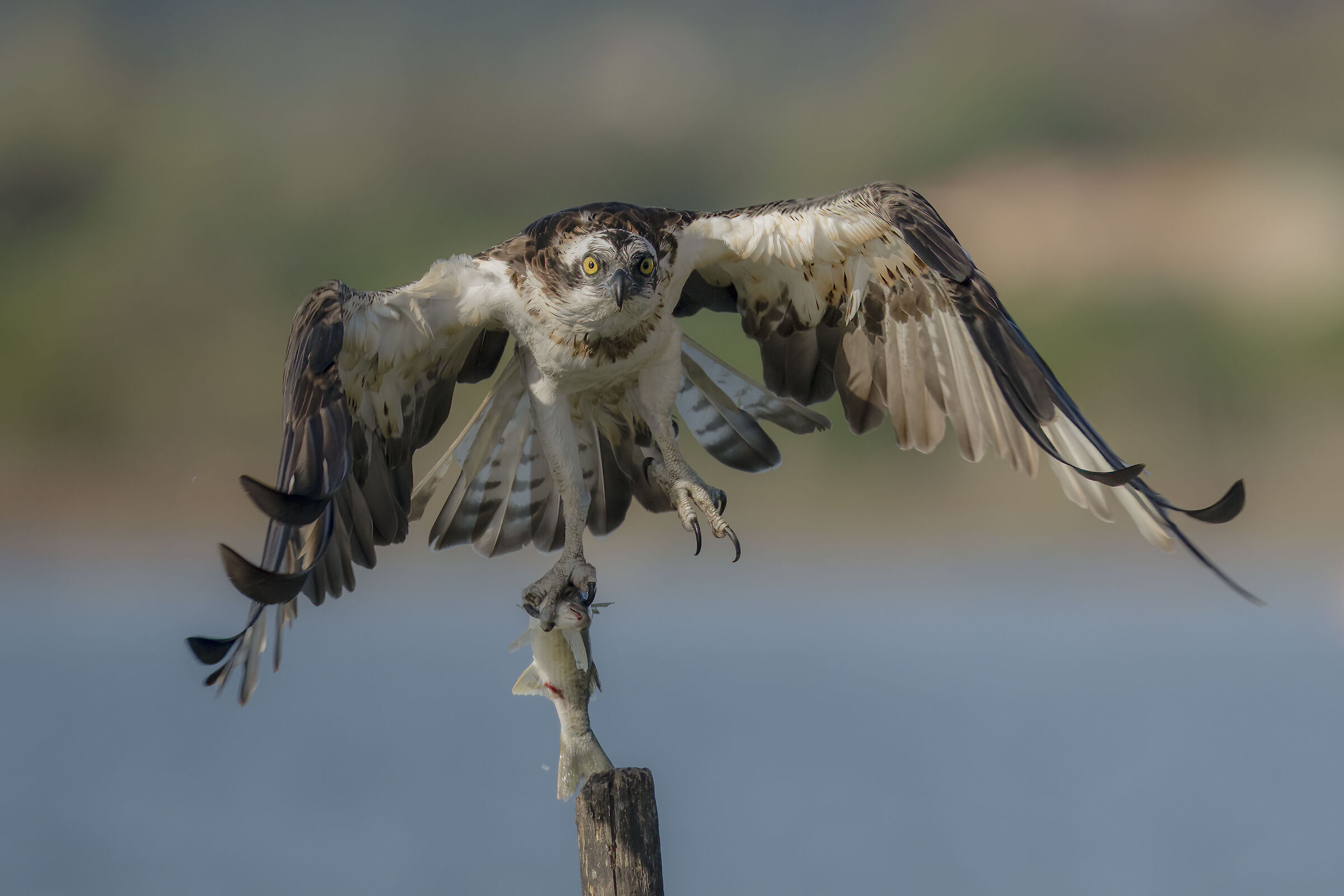 falco pescatore