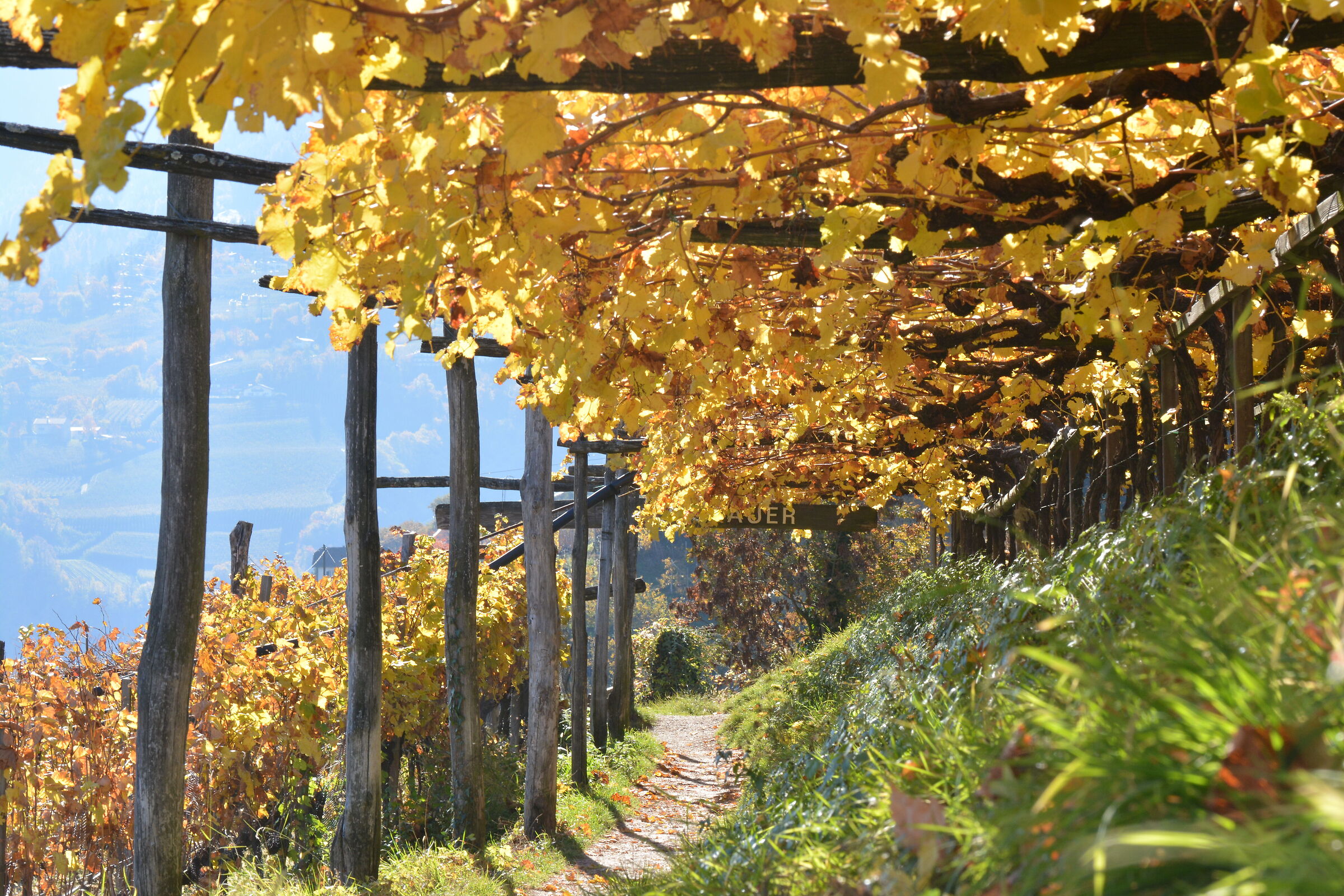 Symphony in Yellow