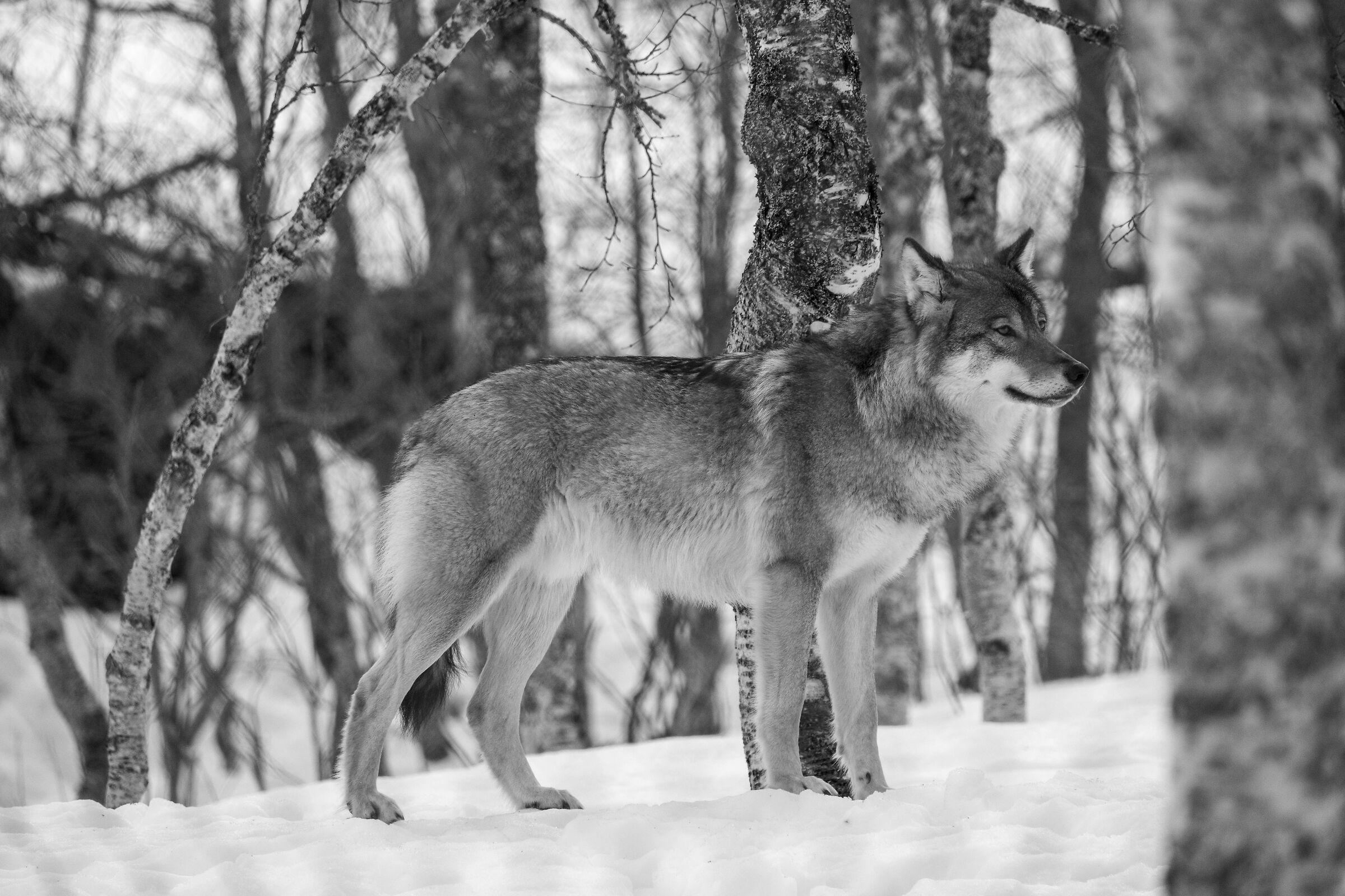 Polar Wolf