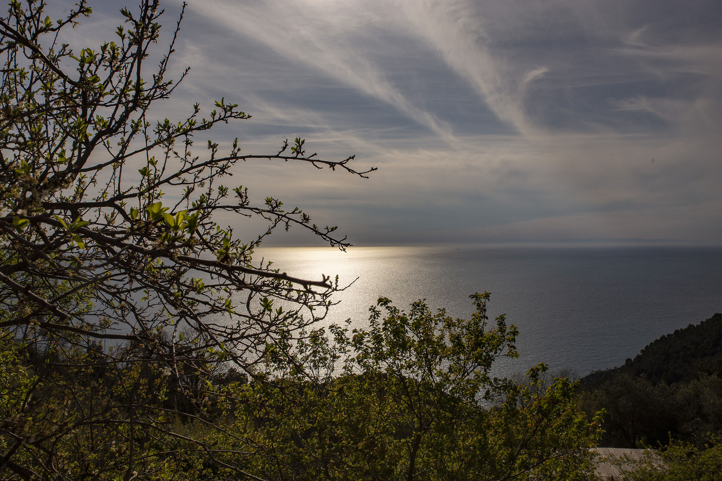 Horizon beyond the branches