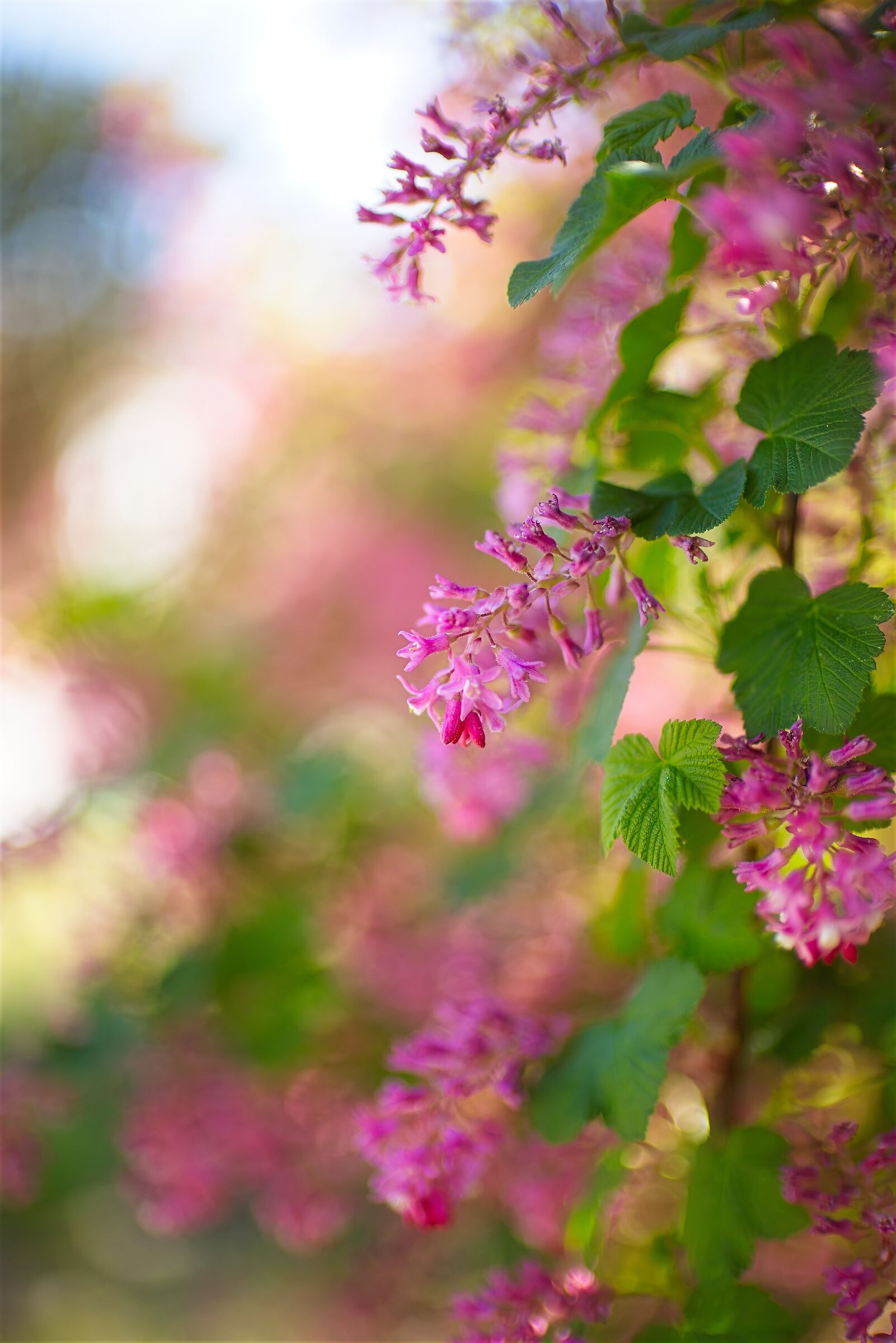 Ribes in primavera