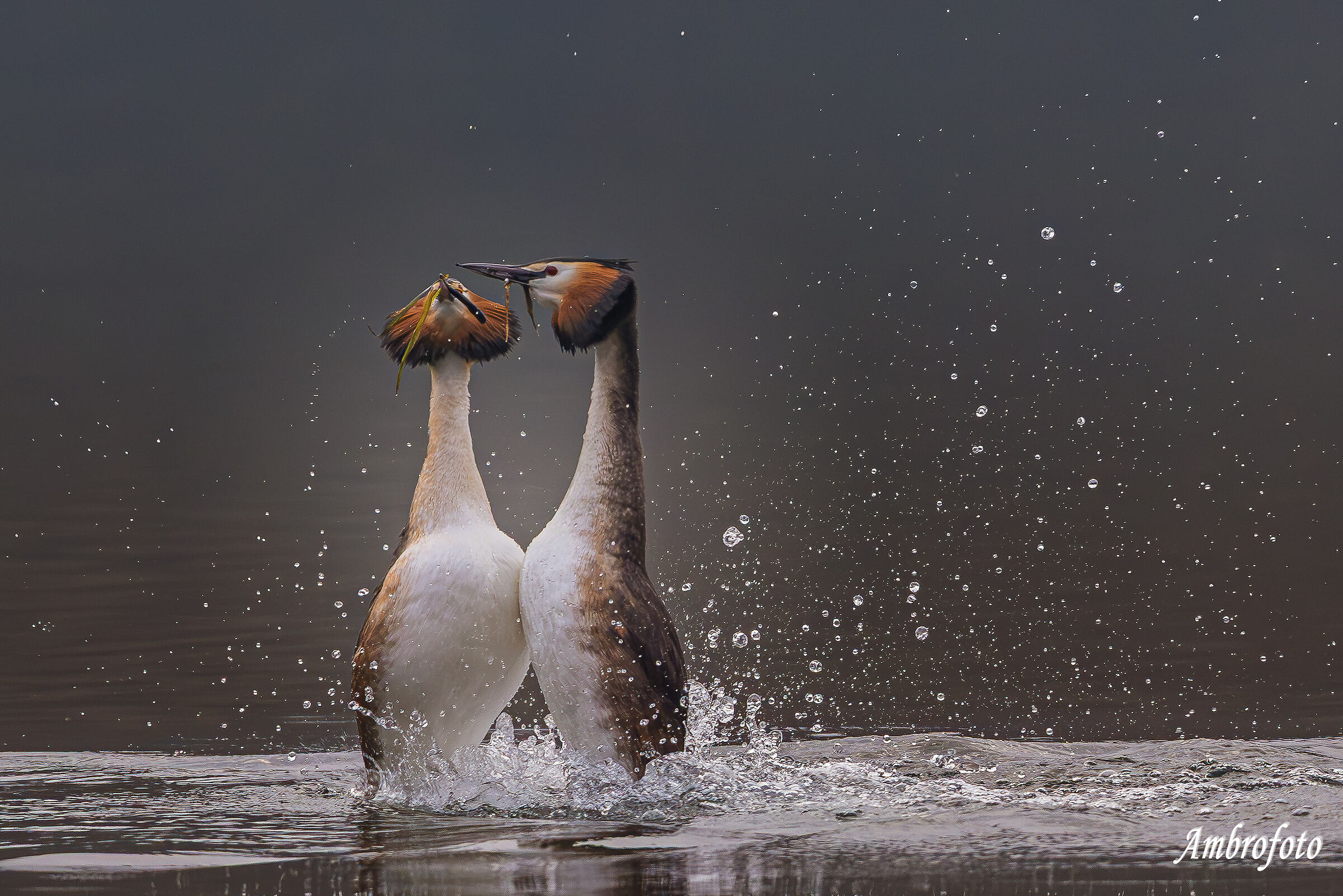 Sprays and grebes