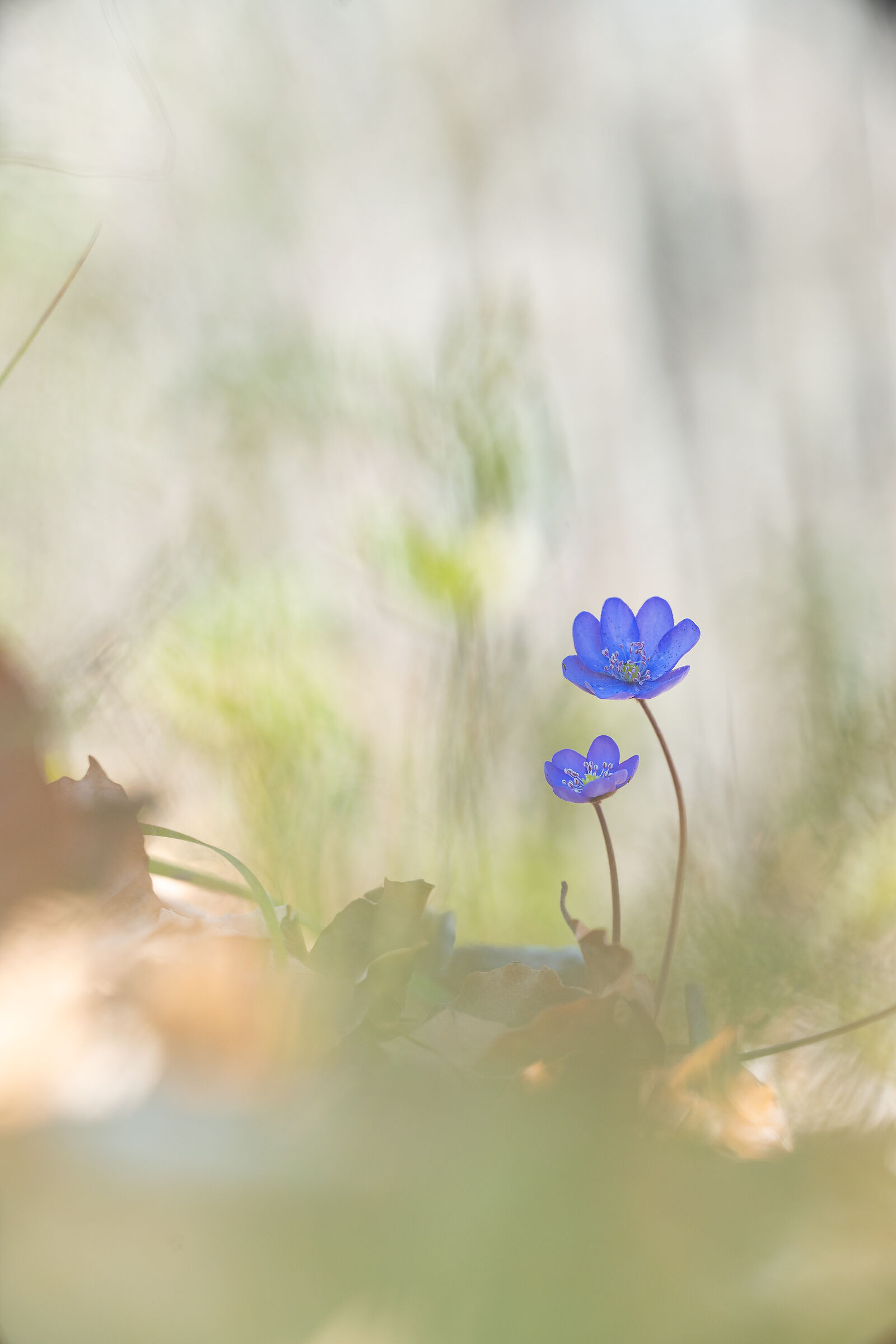 Hepatica nobilis