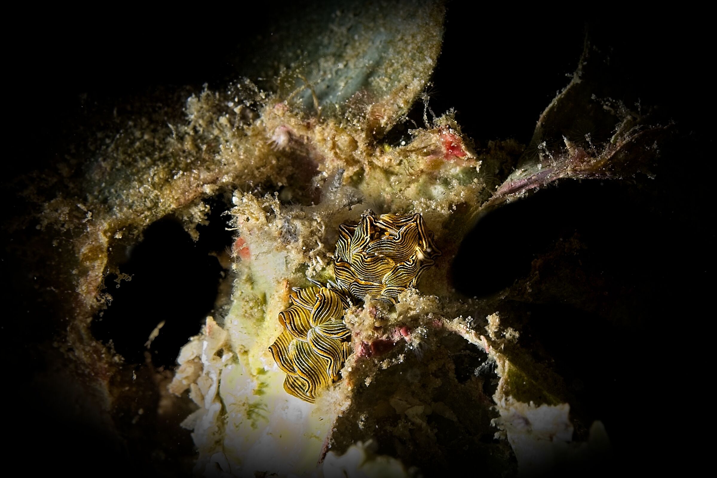 2 Black-lined sapsucking slug