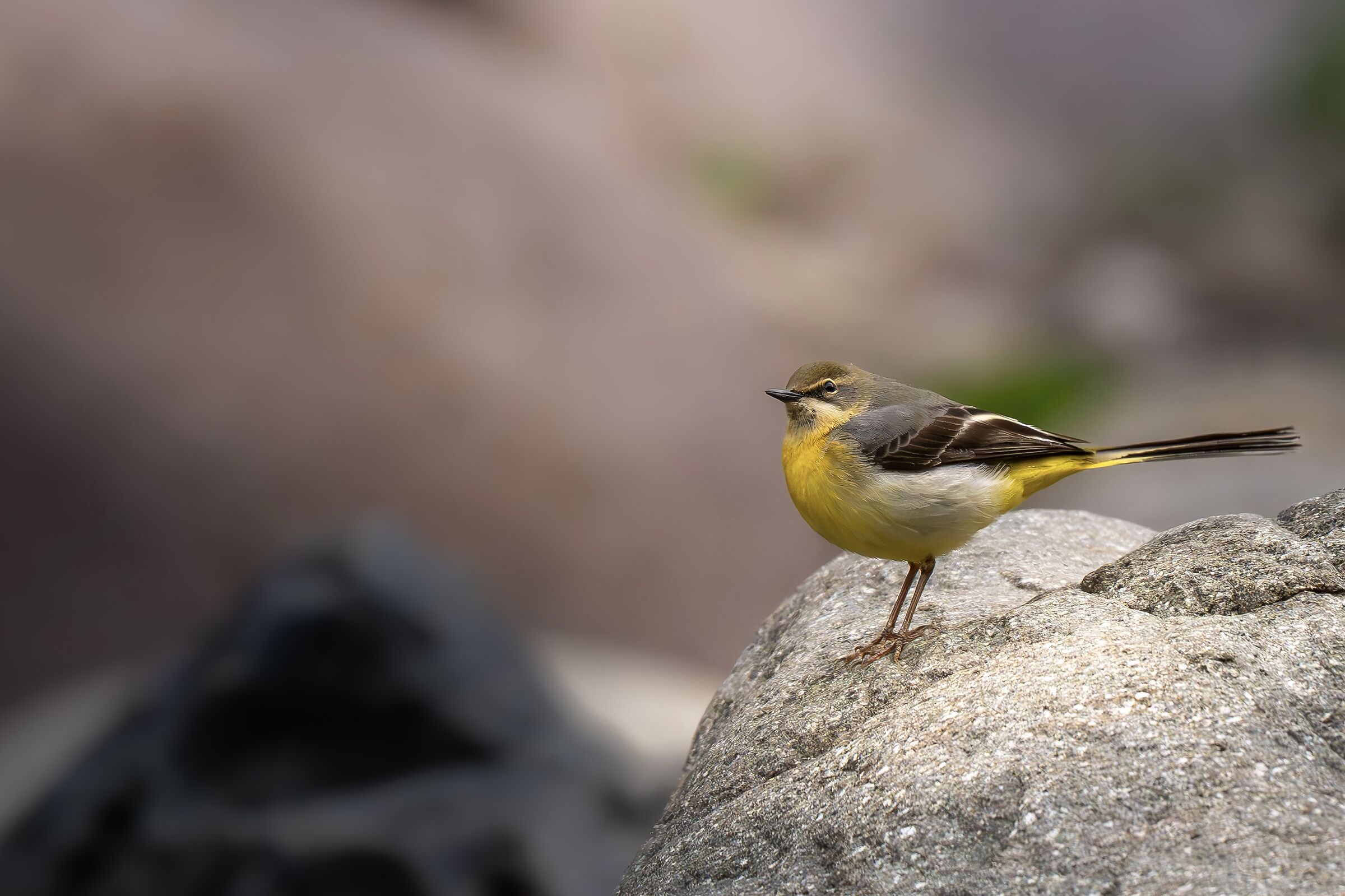 Yellow Ballet Wagtail