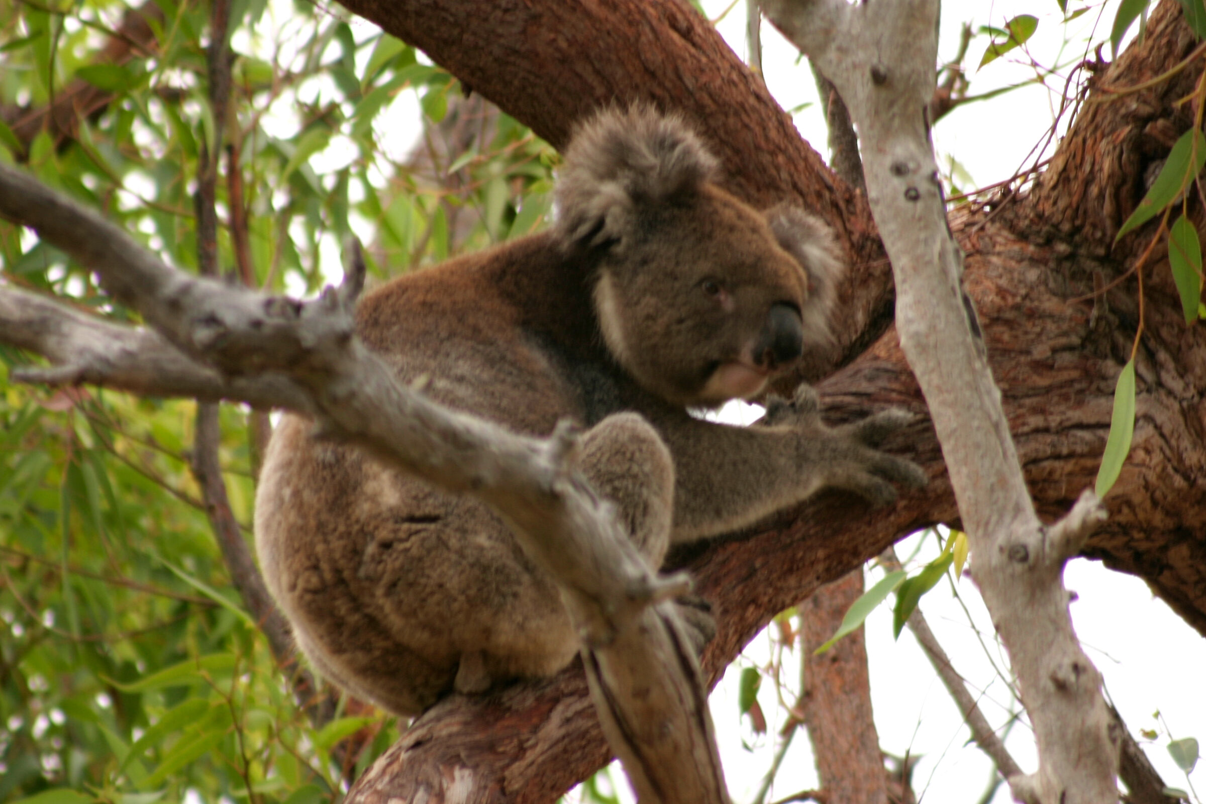 Koala nel Yanchep National Park a Perth