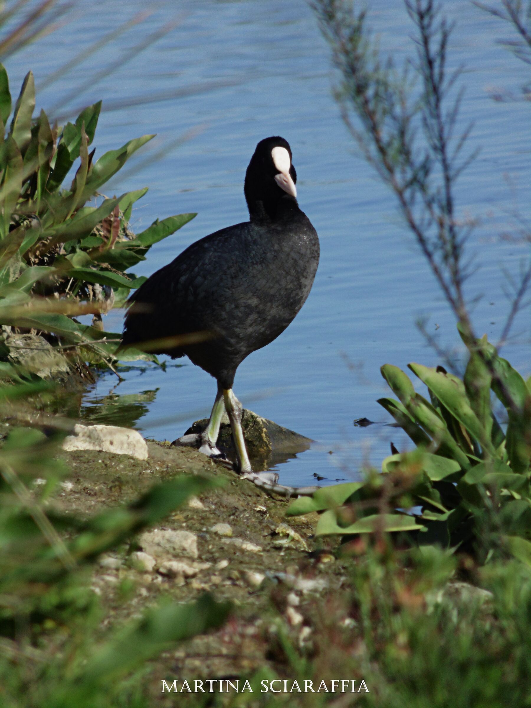 Common Coot