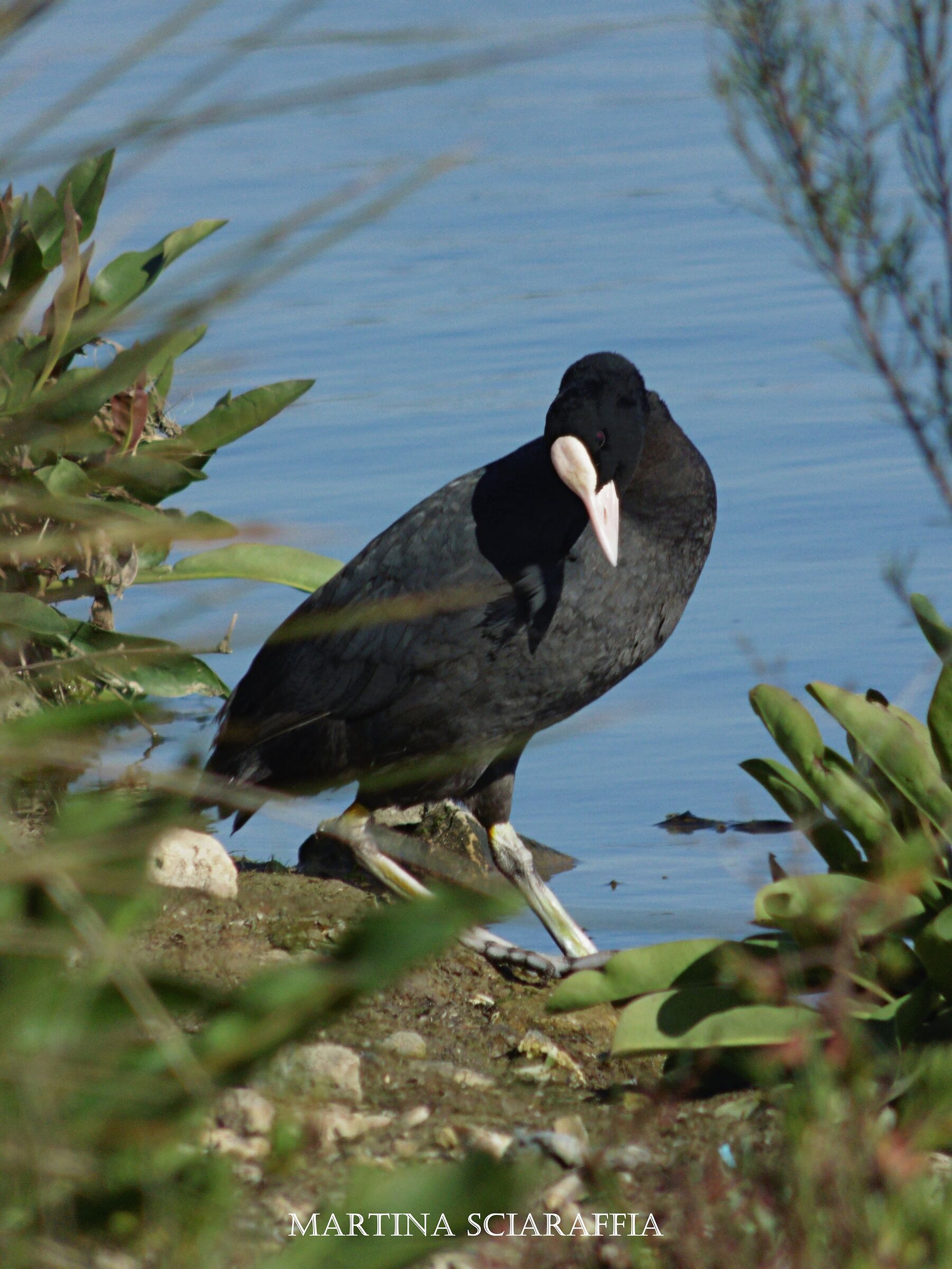 Fulica atra