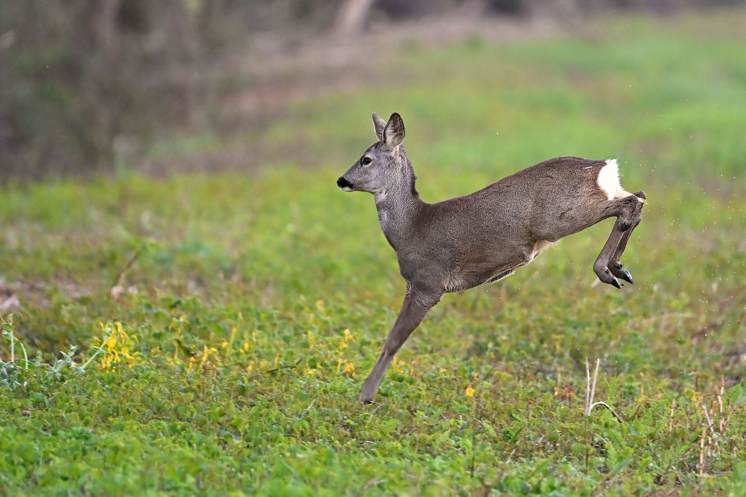 Female roe deer
