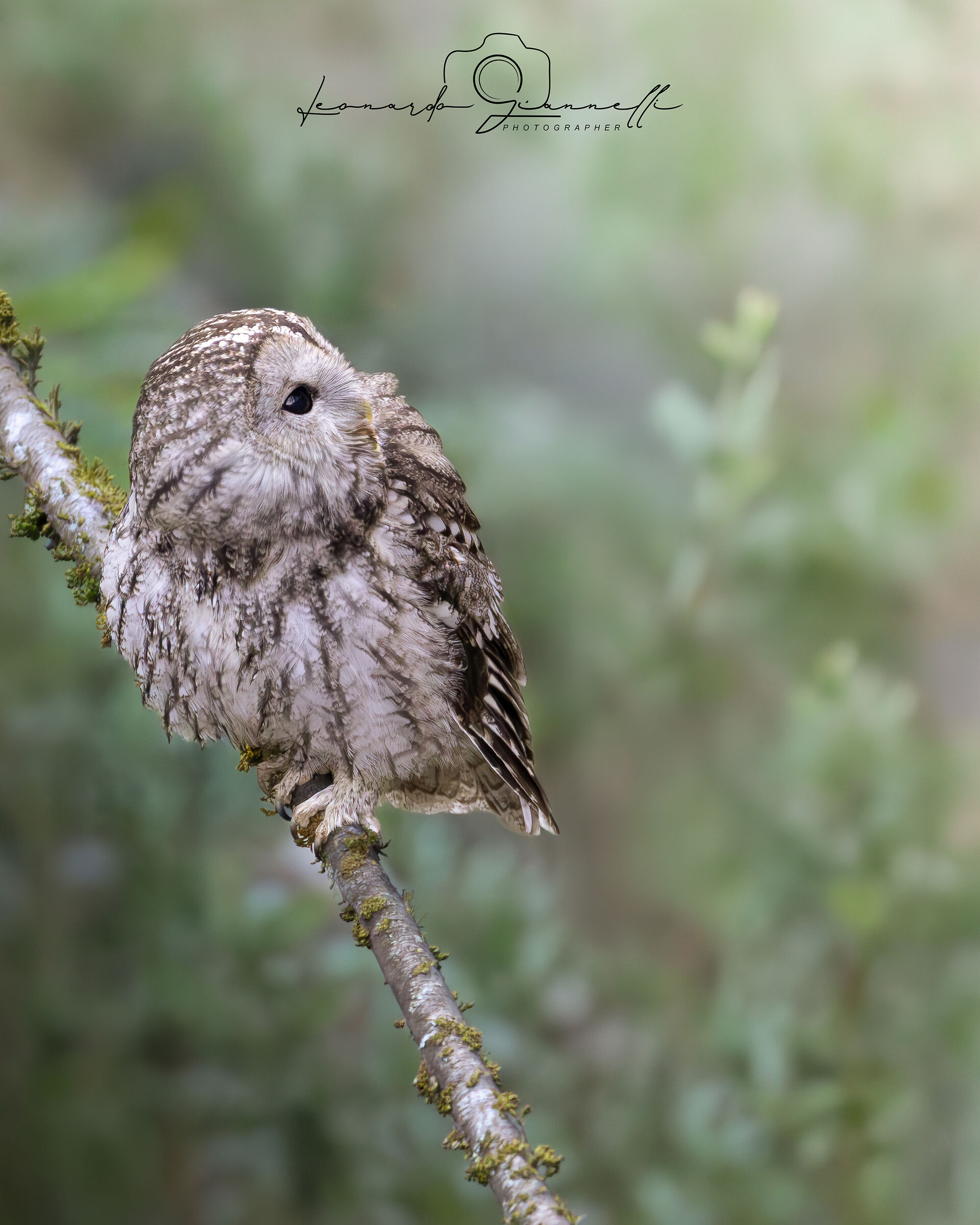 Common Tawny Owl (Strix aluco)