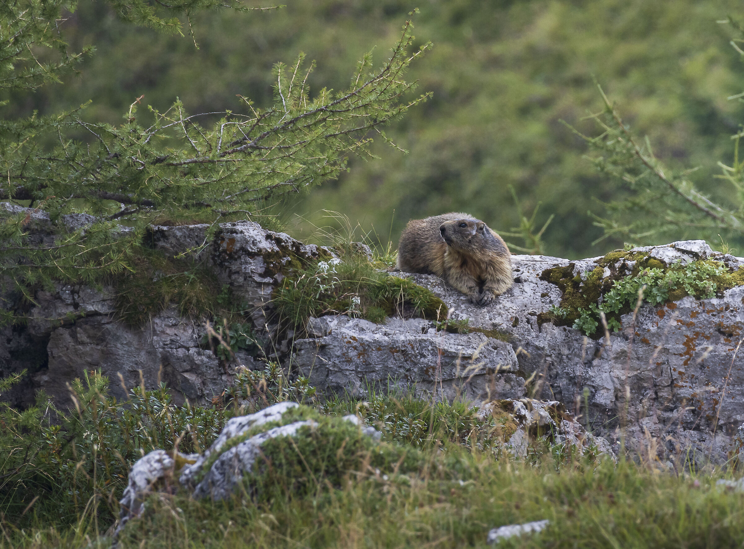 Chilling like a Marmotta