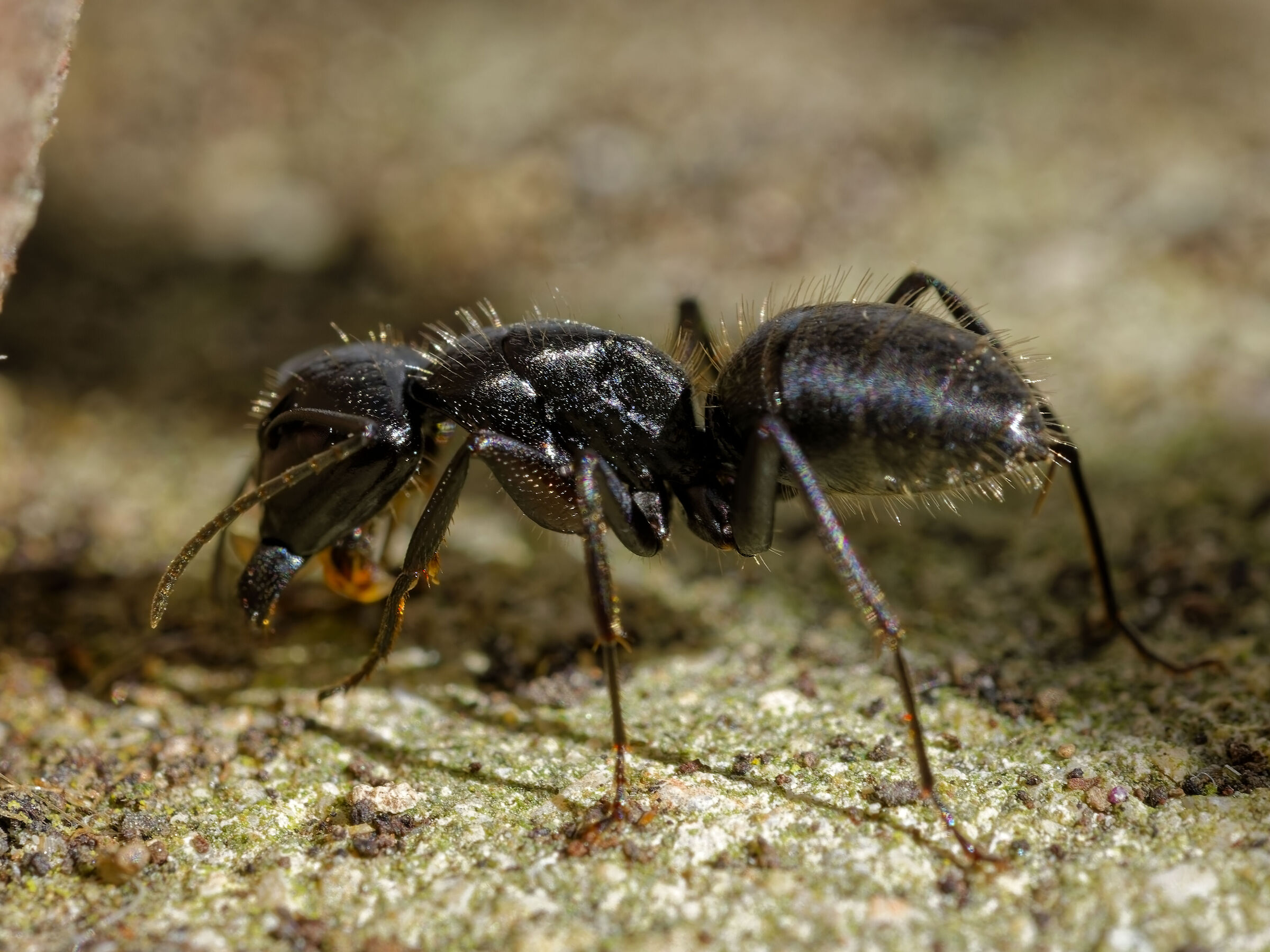 Camponotus vagus