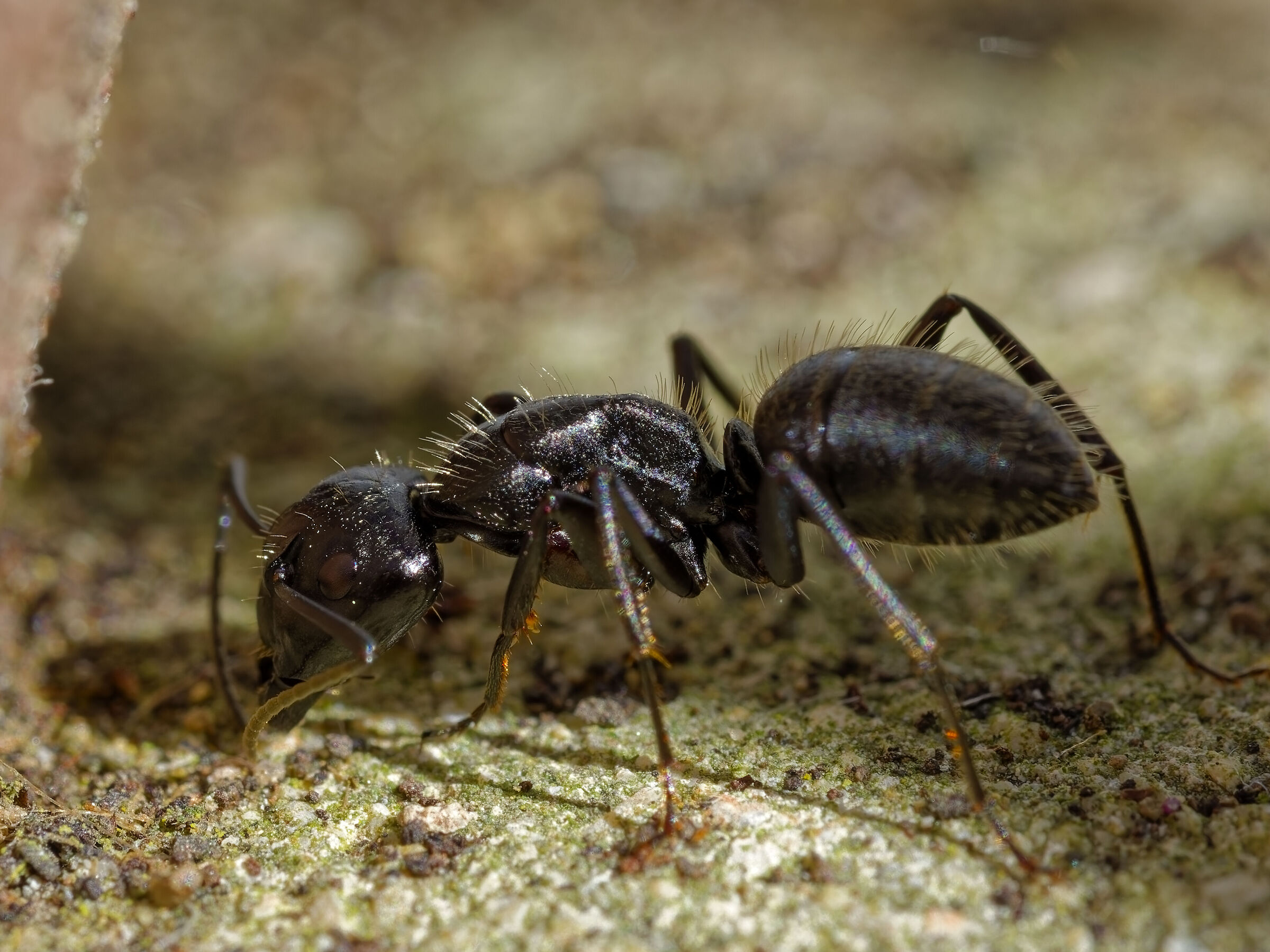Camponotus vagus
