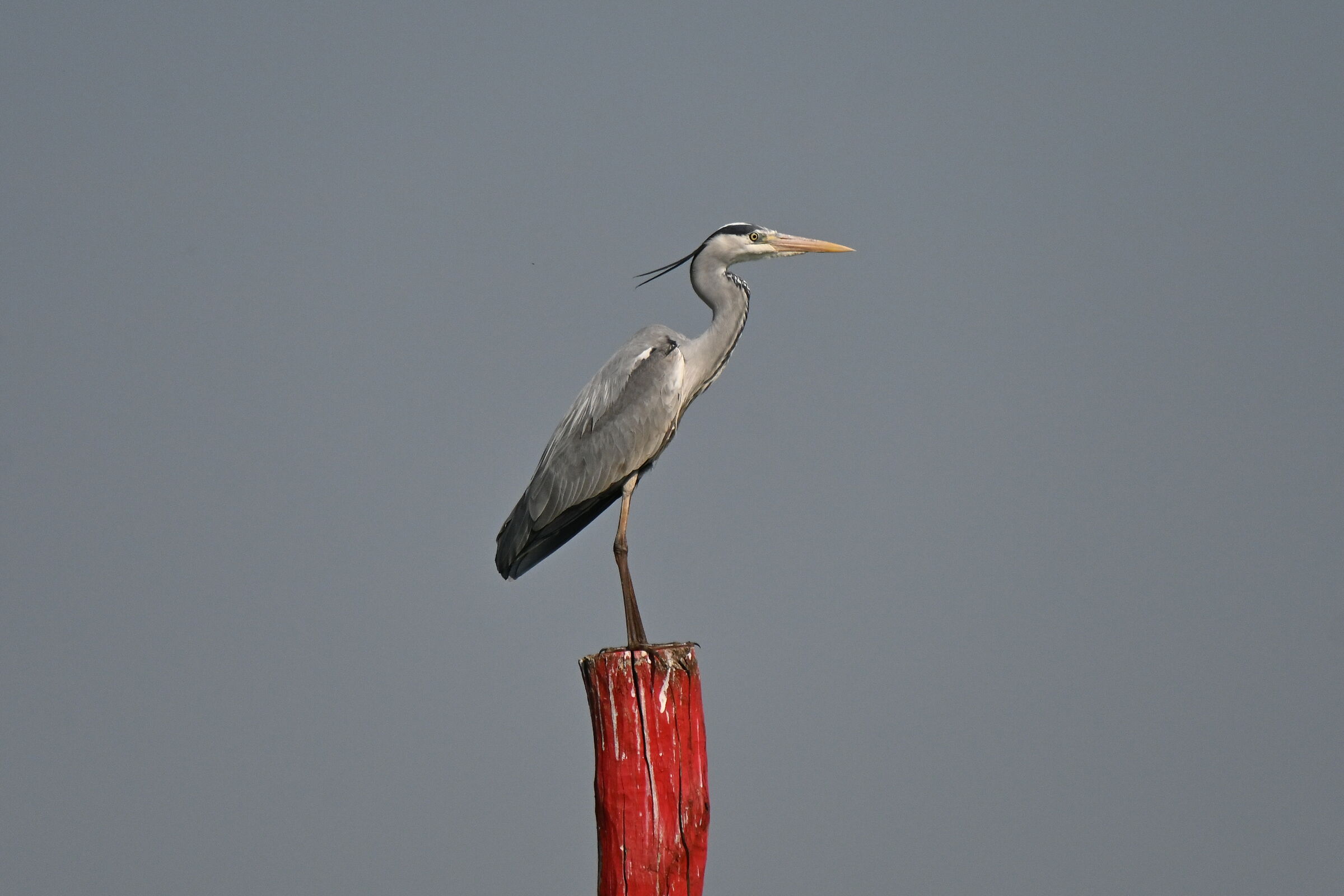 Your favourite colour