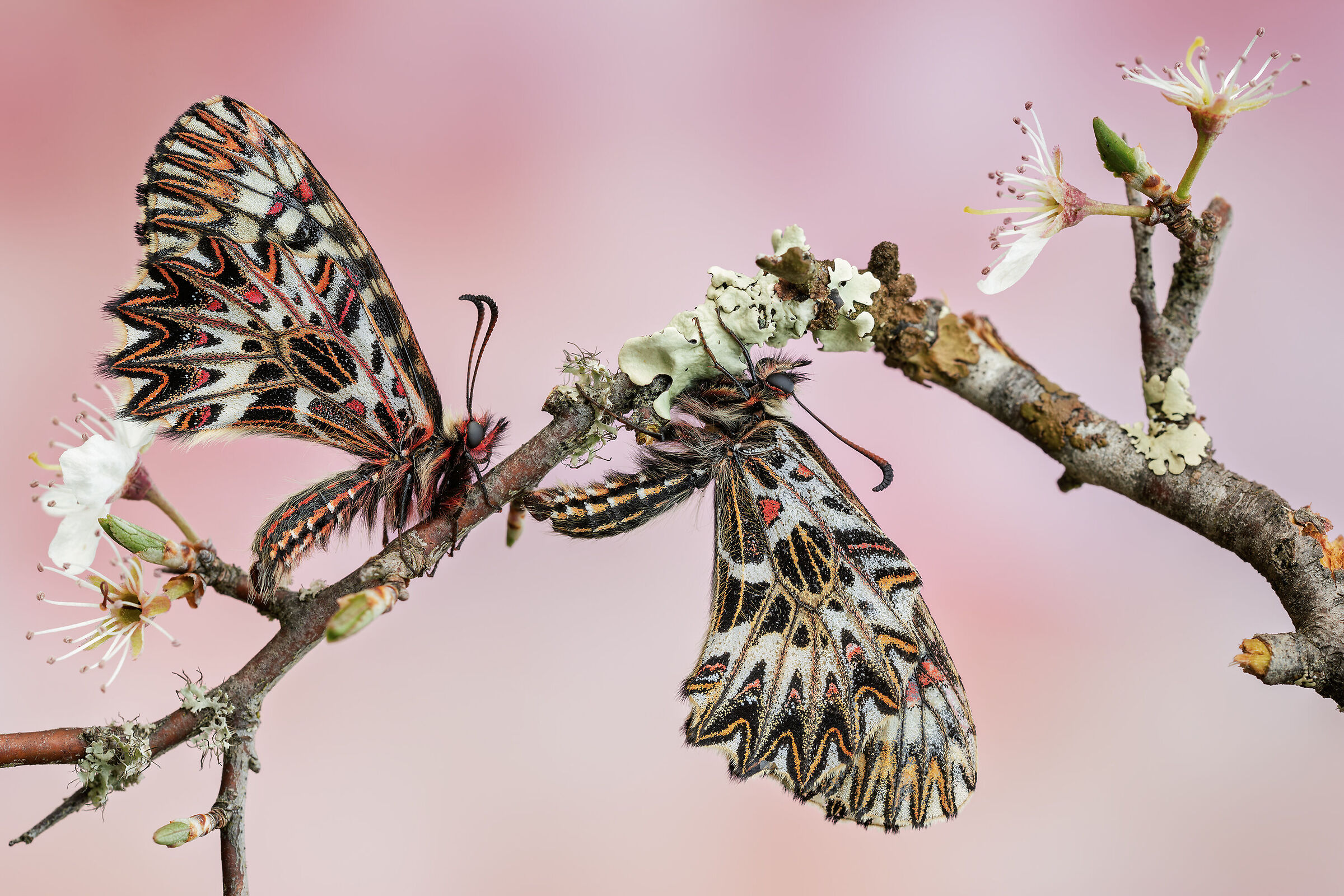 Entangled in Spring