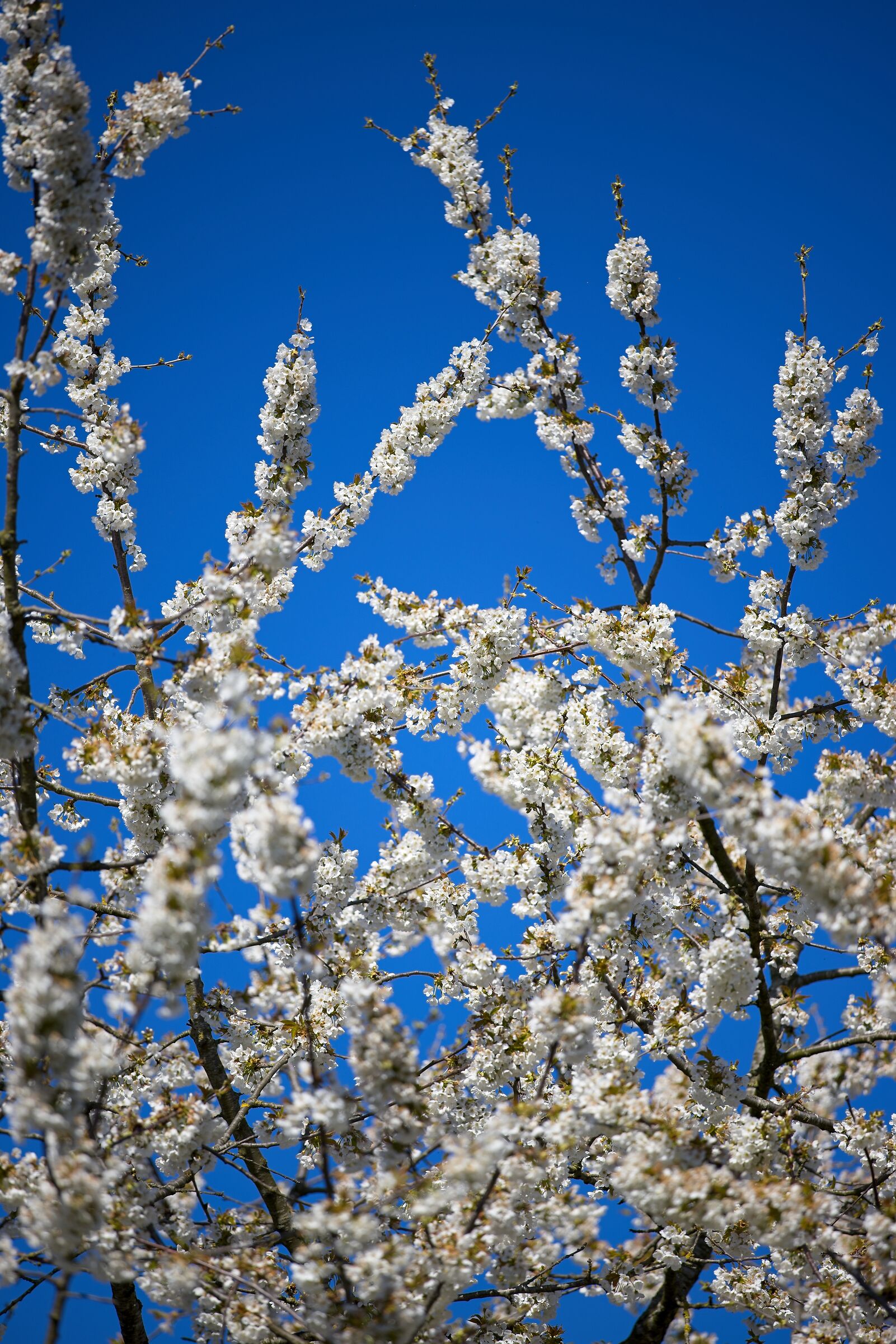Fiore di ciliegio