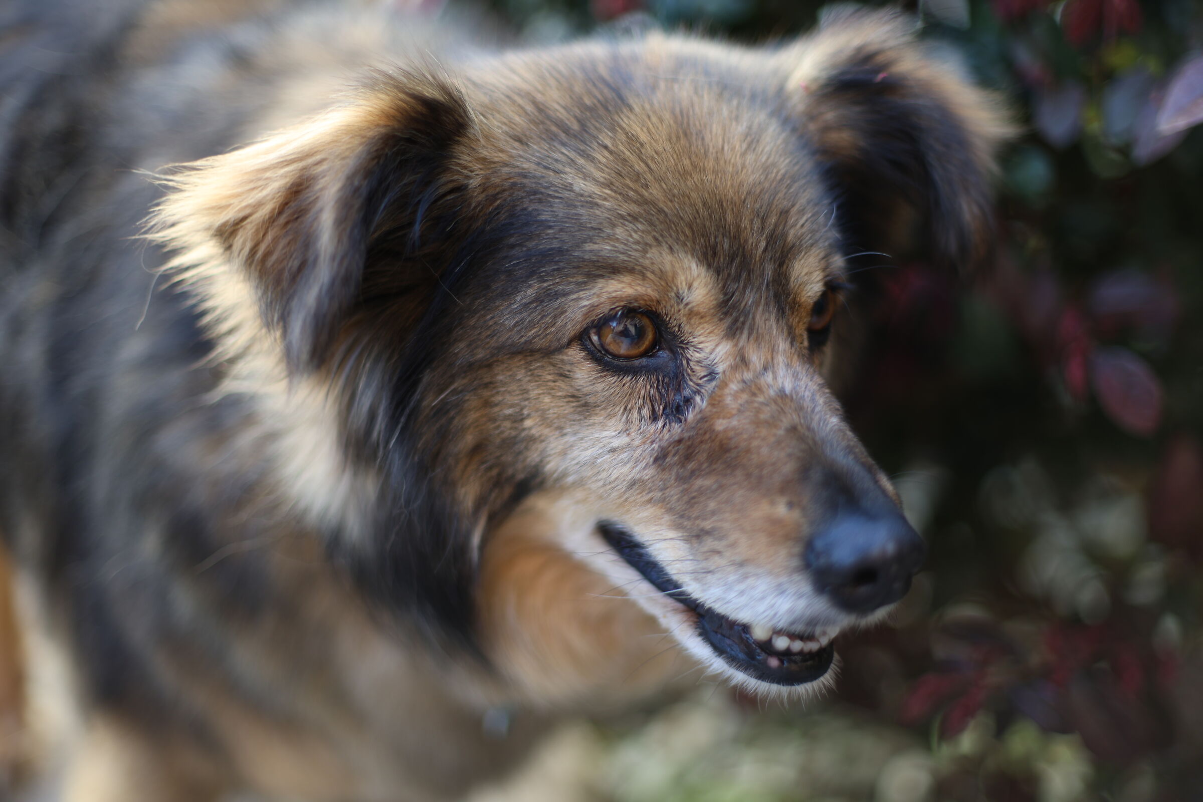 TEX with the old EF50 1.2