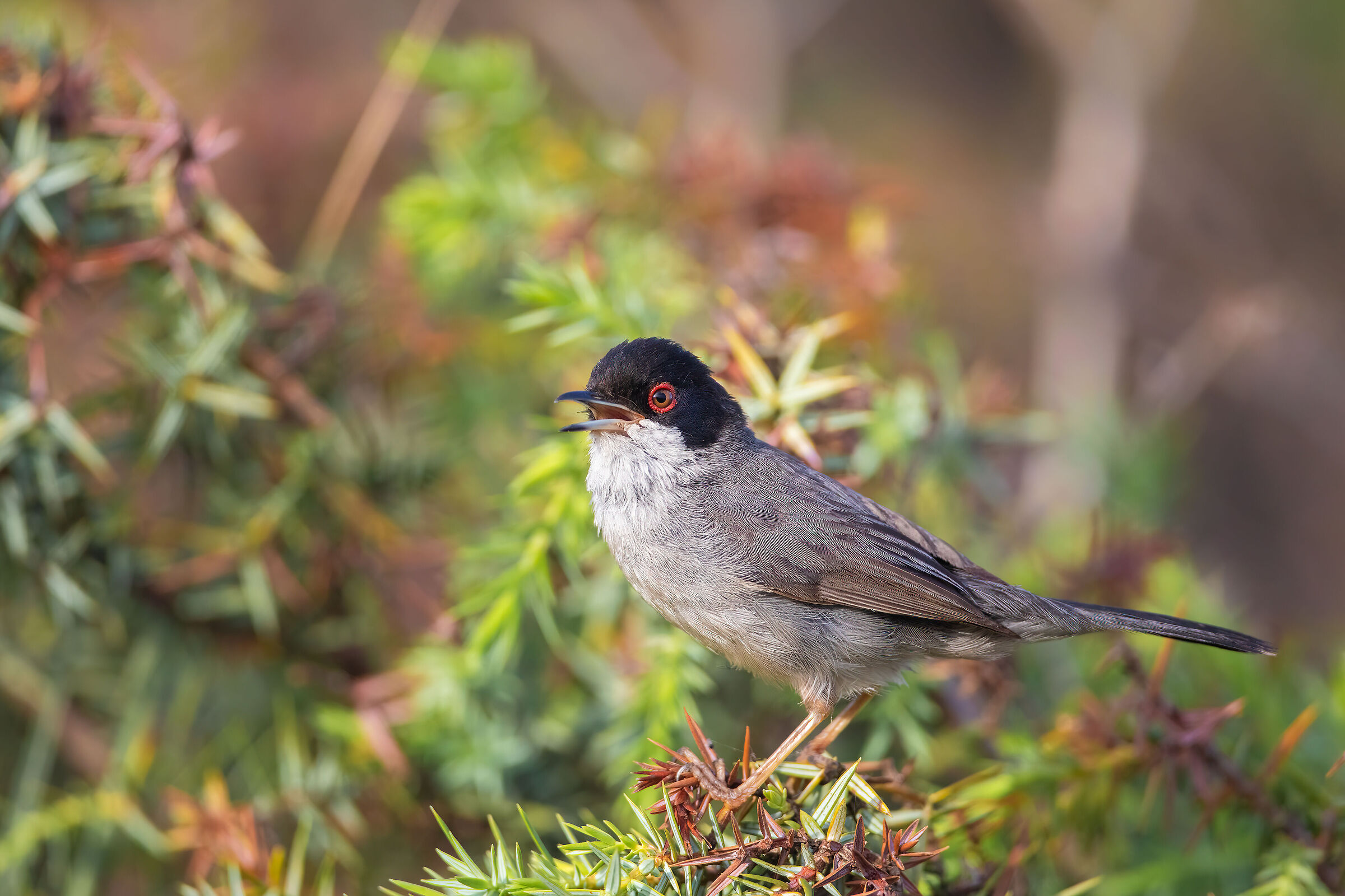 Sardinian warbler in song