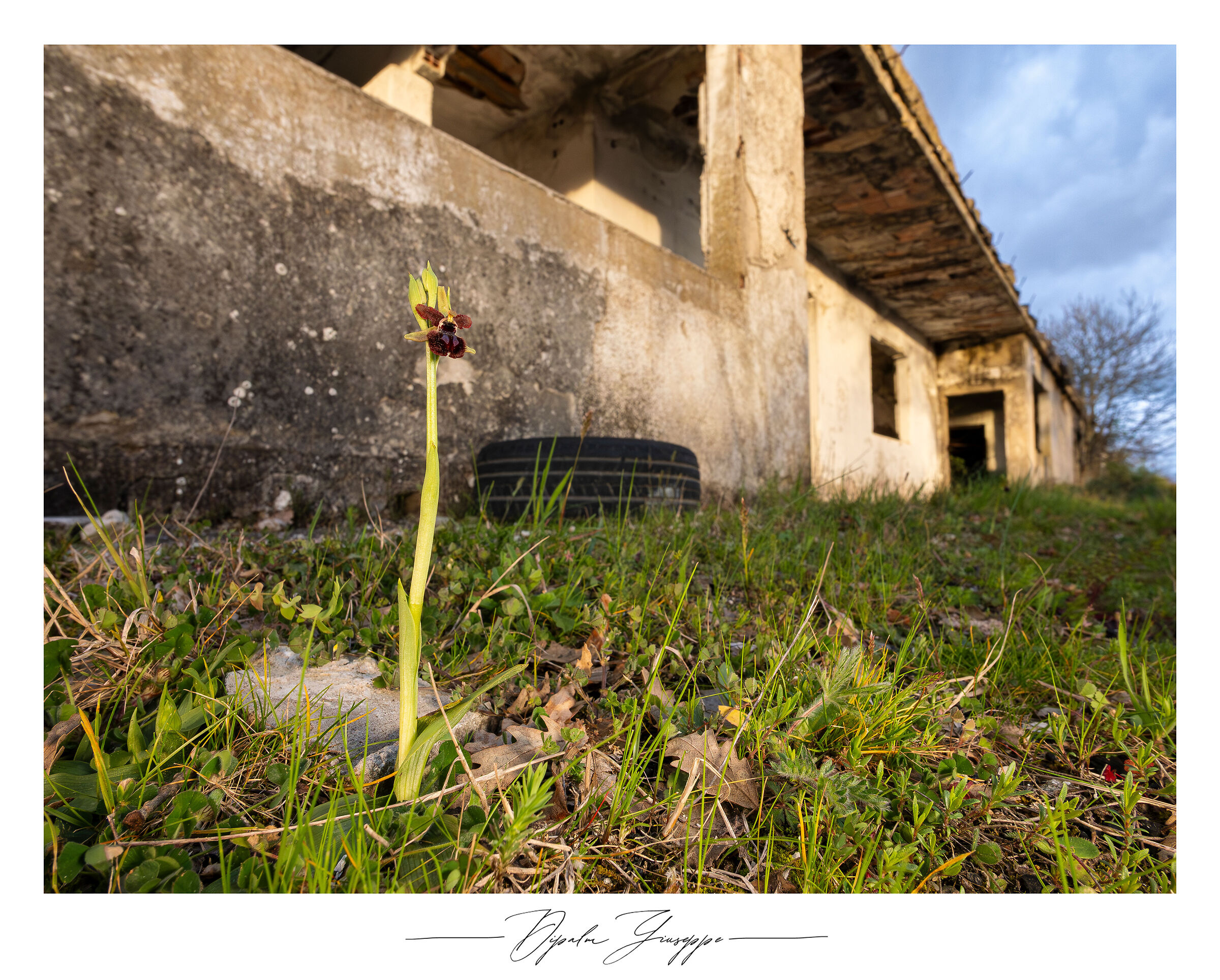 Ophrys sphegodes subsp. garganica
