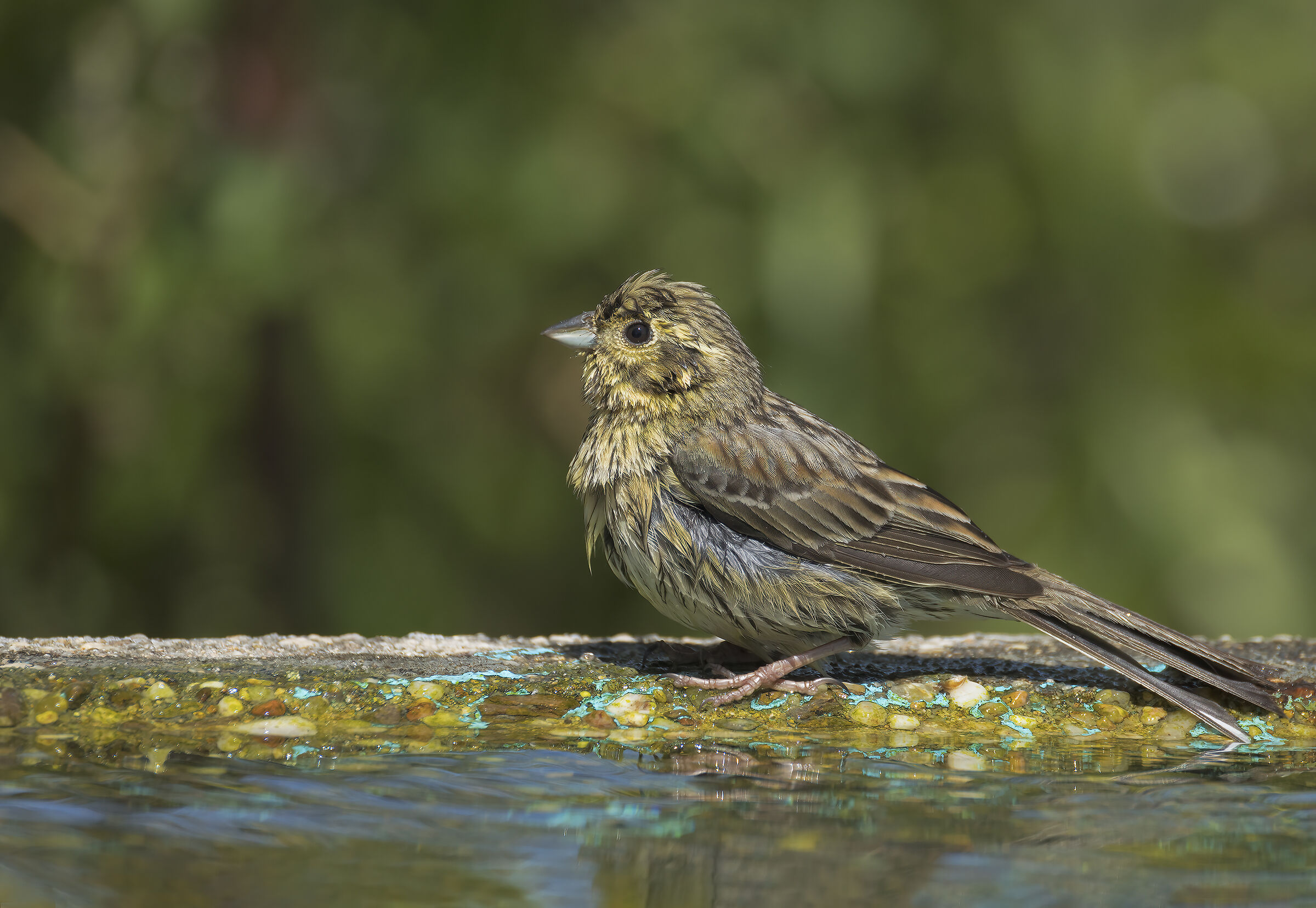 Black Bunting