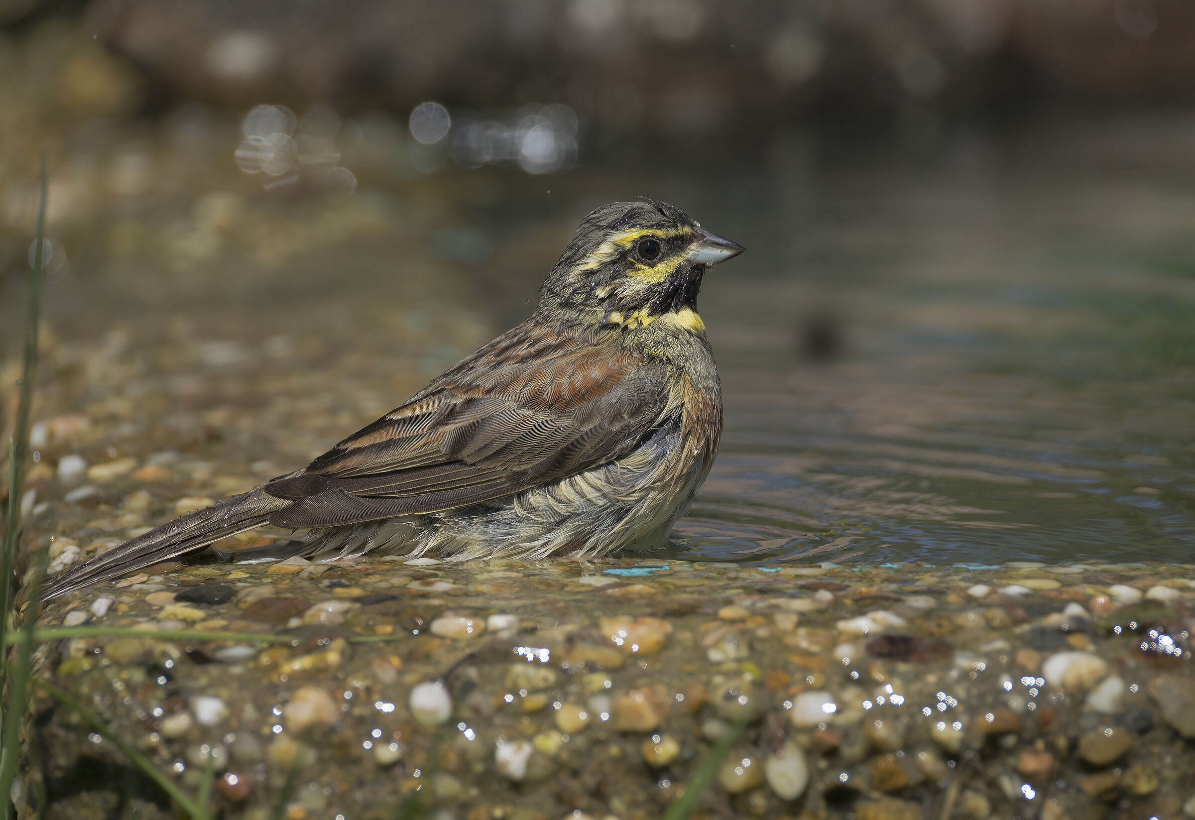 Black Bunting