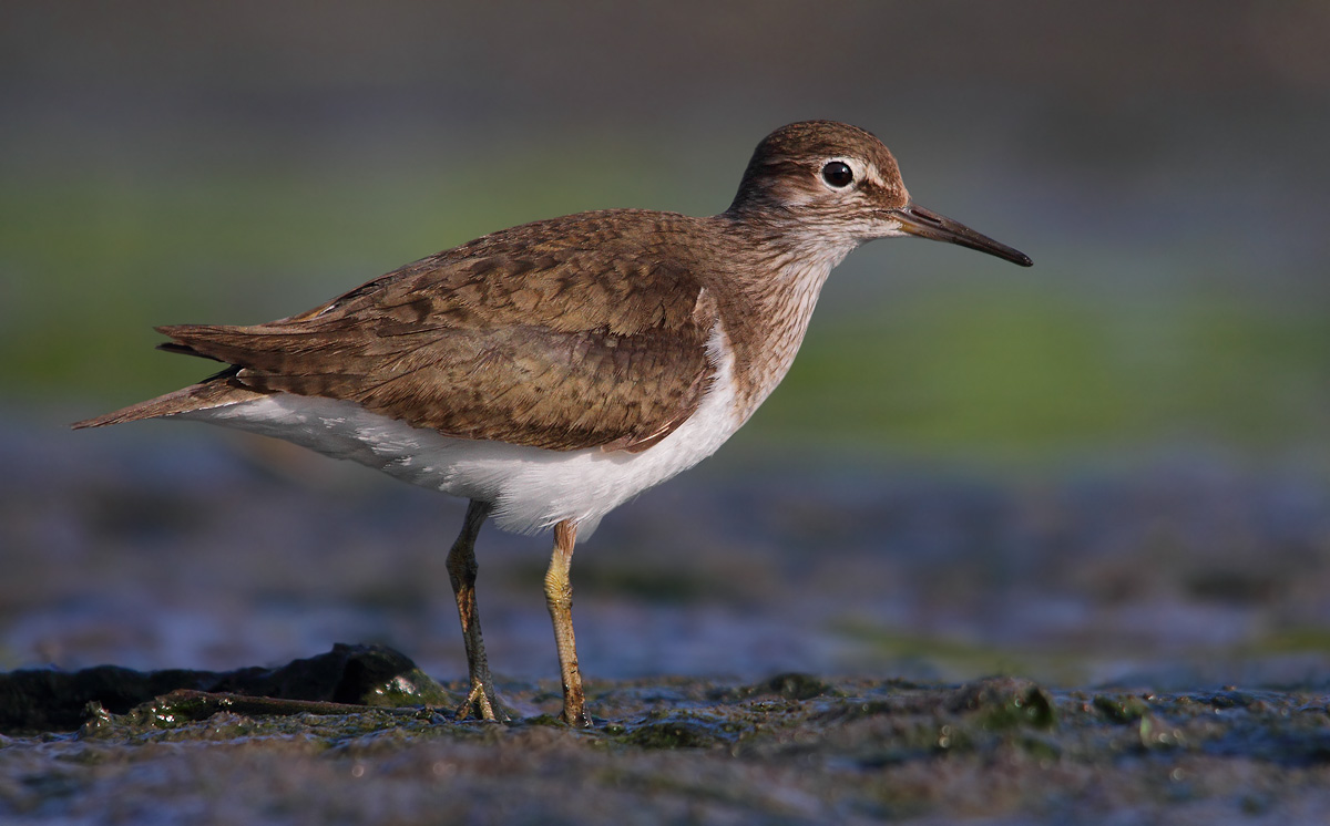 Common Sandpiper