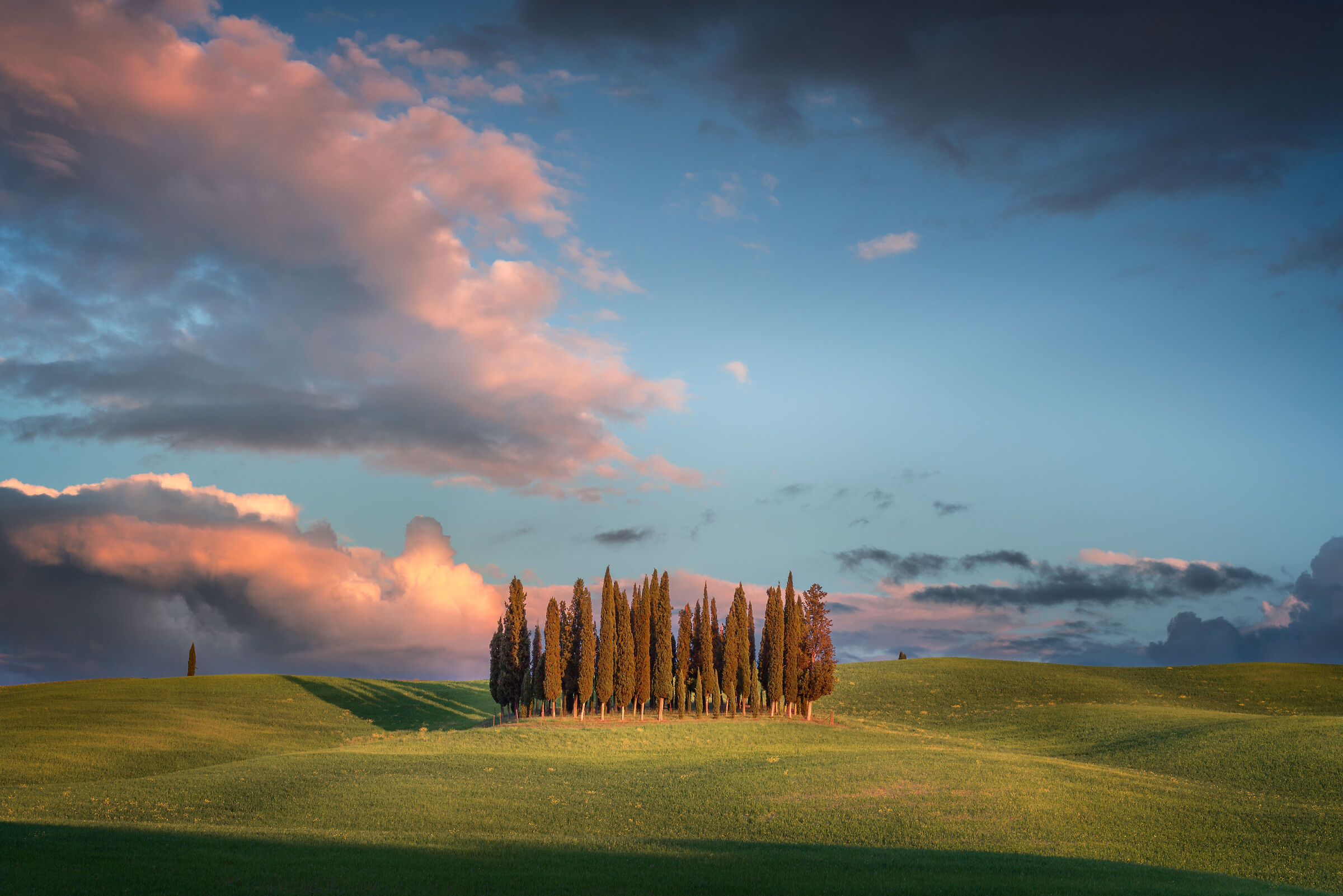 Cypress trees at sunset