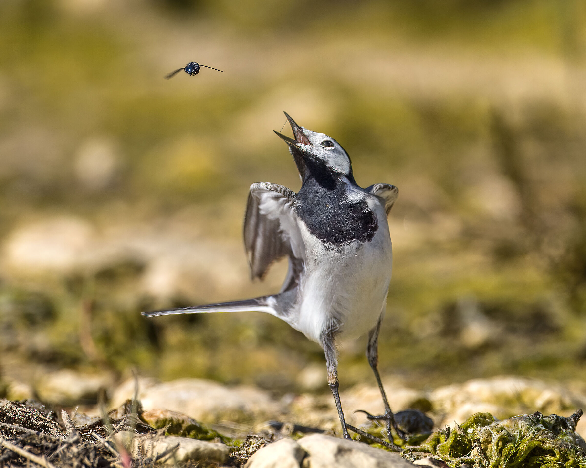 White and fly dancer
