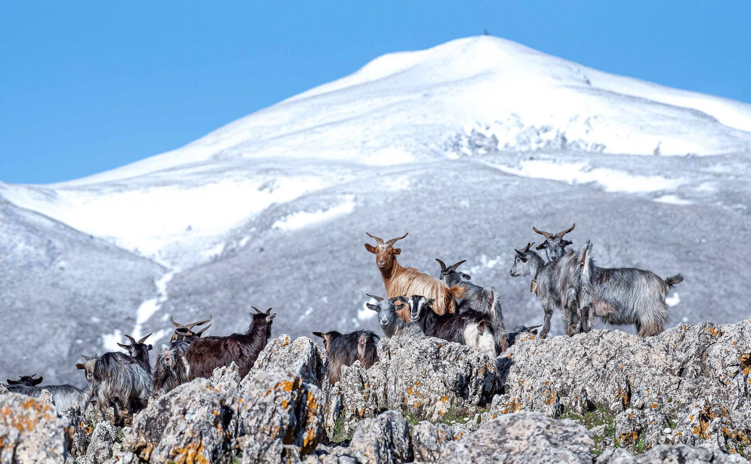 The goats on the ancient snow-capped mountains of the Madoni...
