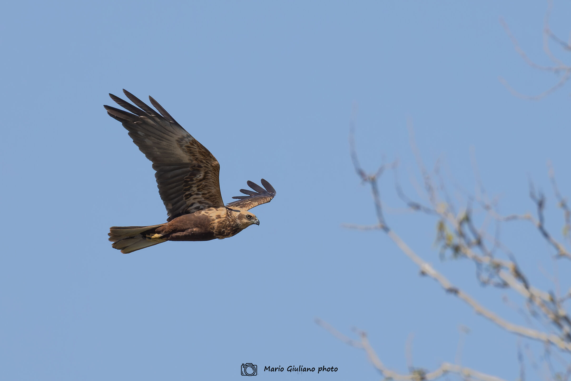 Marsh Harrier