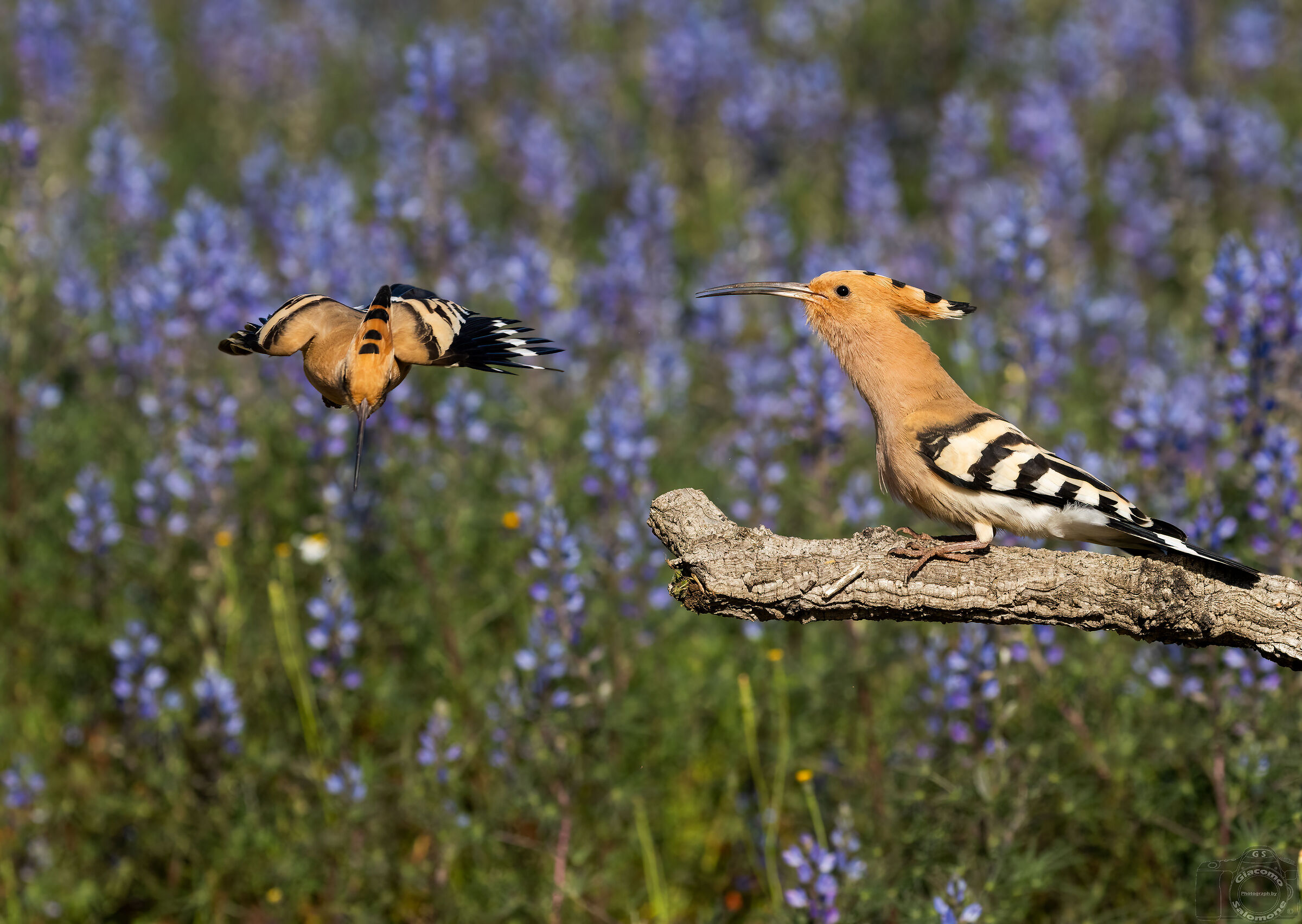 Hoopoes.