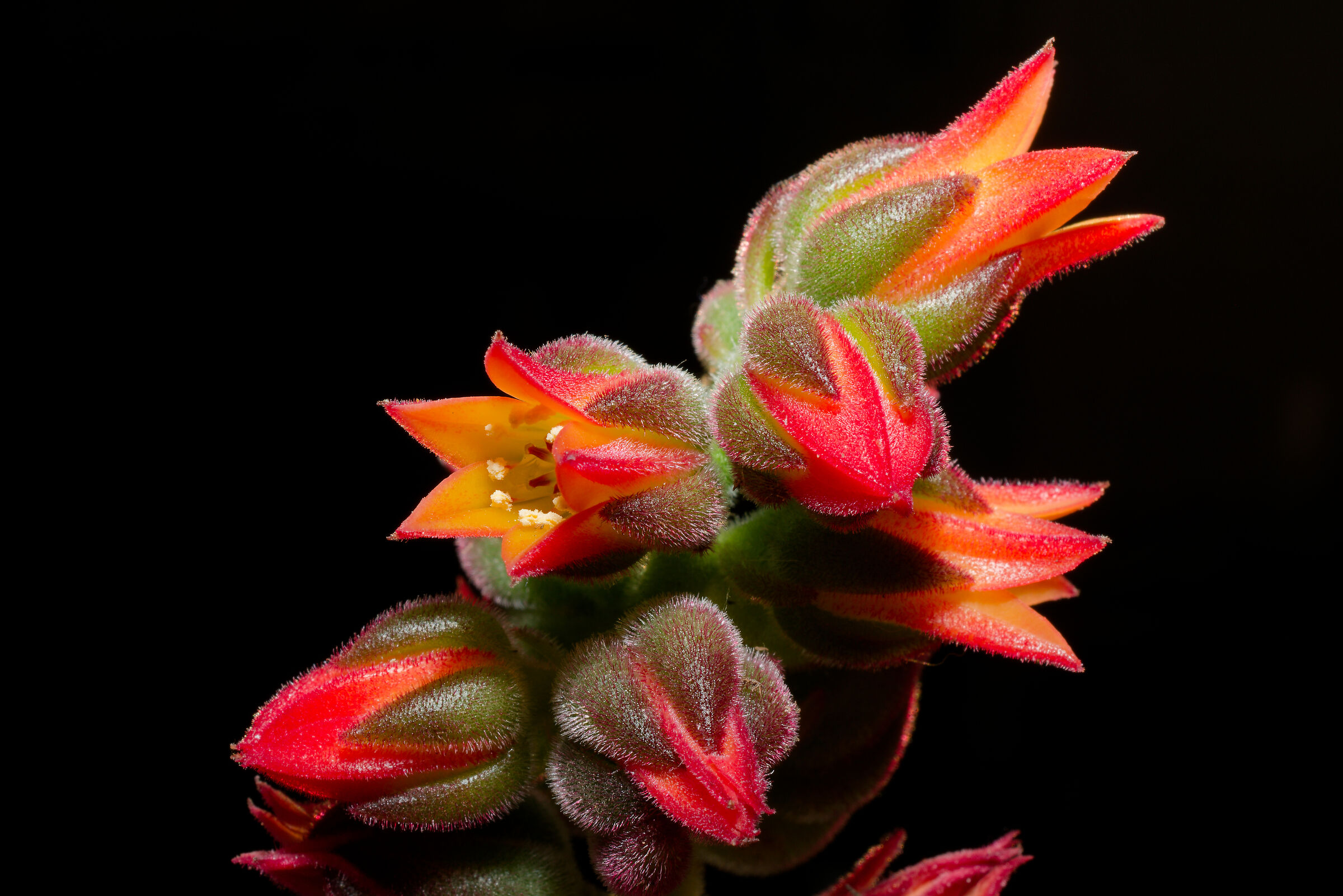Echeveria pulvinata